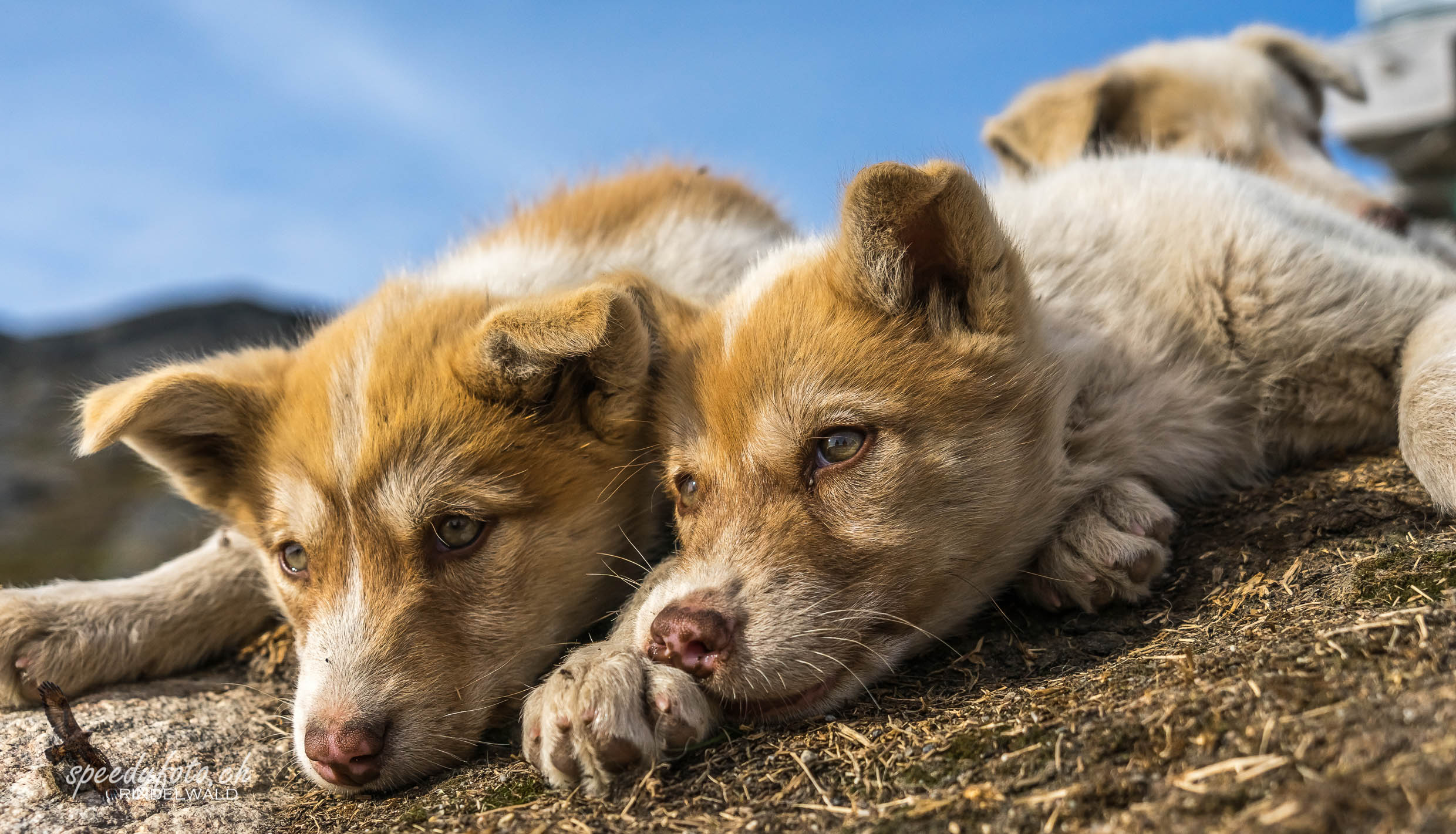 Young Sledge Dogs