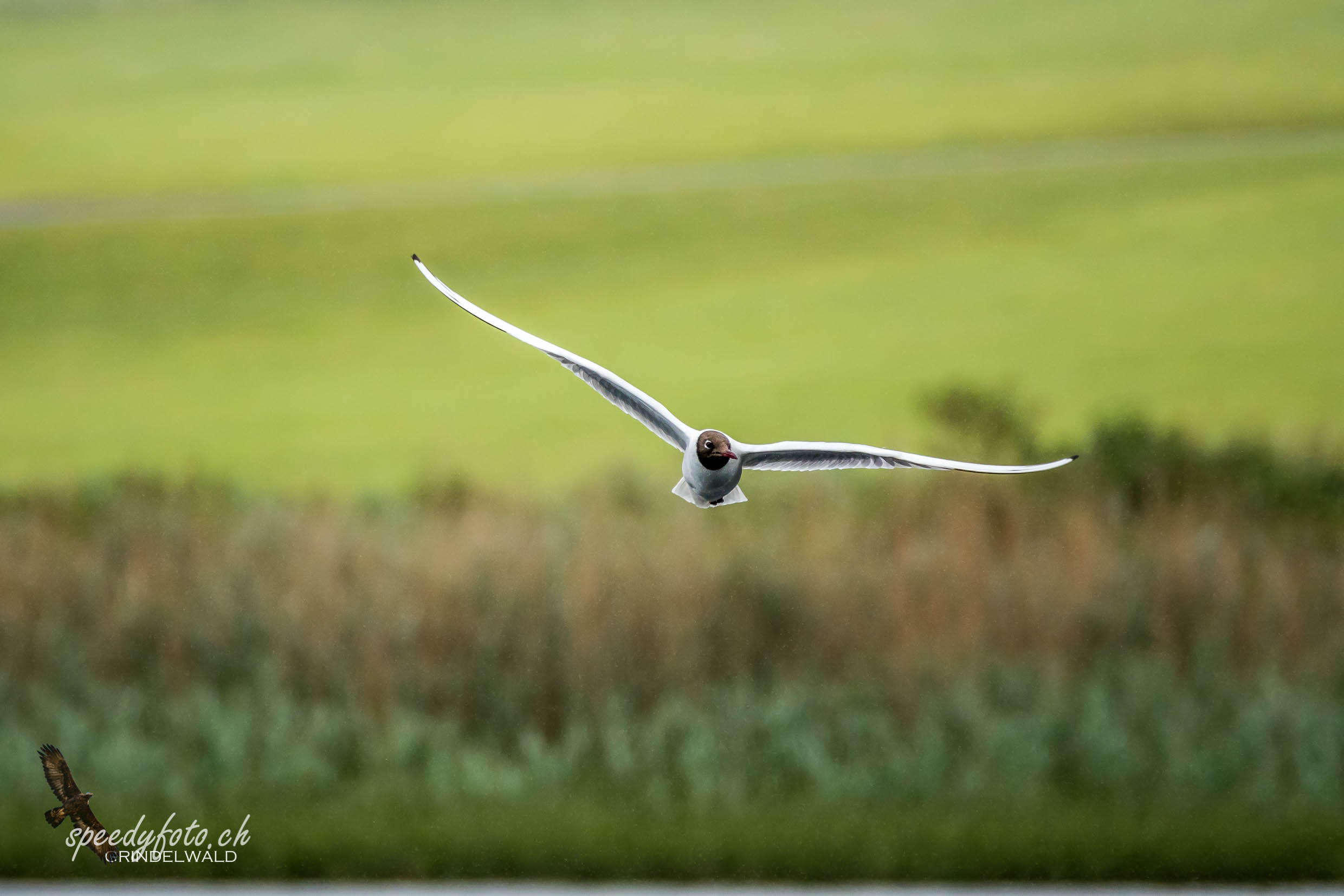 Abendflug