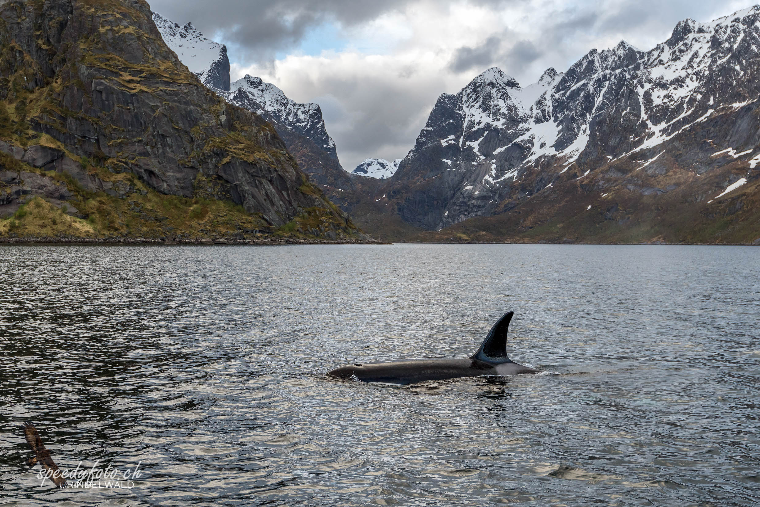 Lofoten, Orca