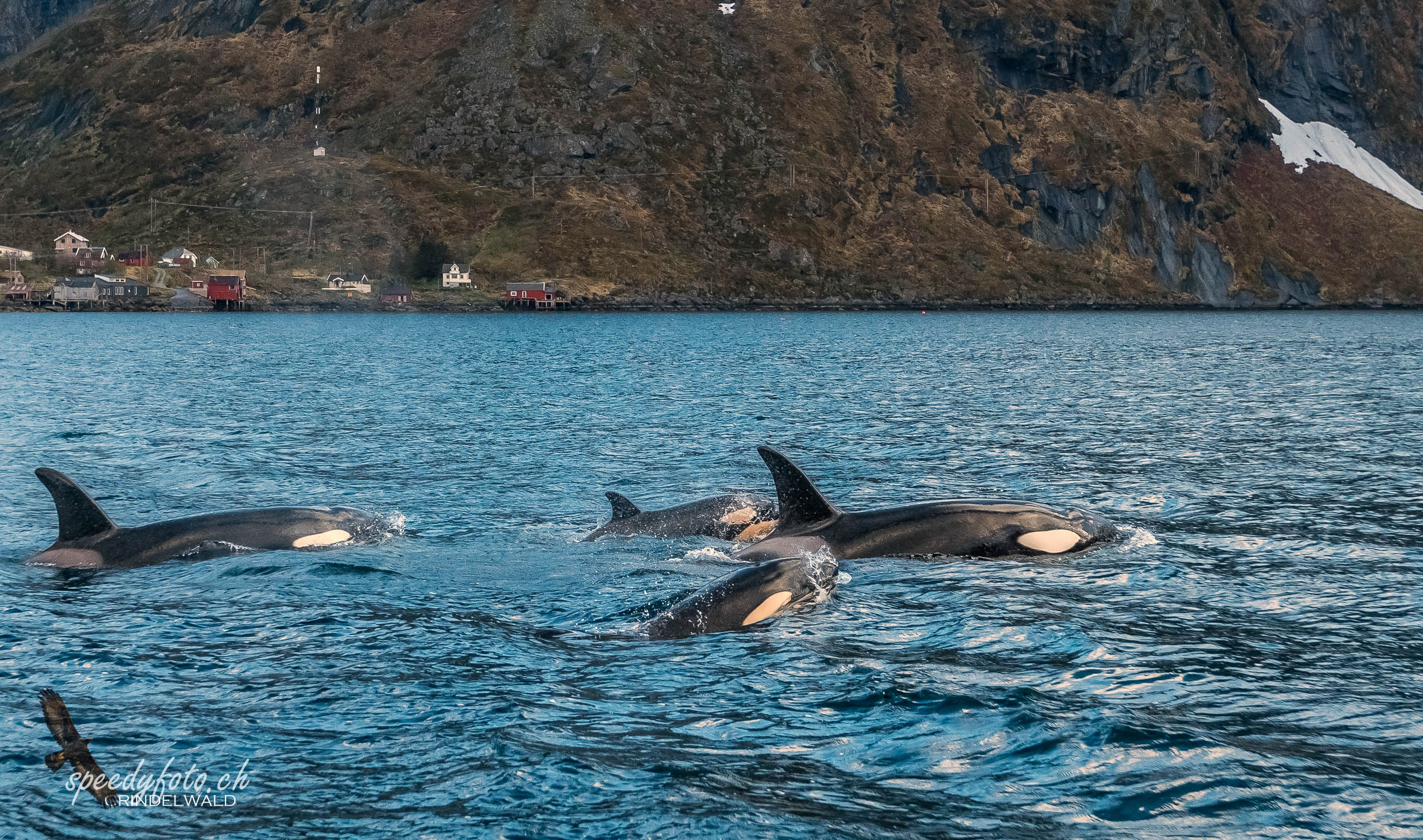 Lofoten, Orcas