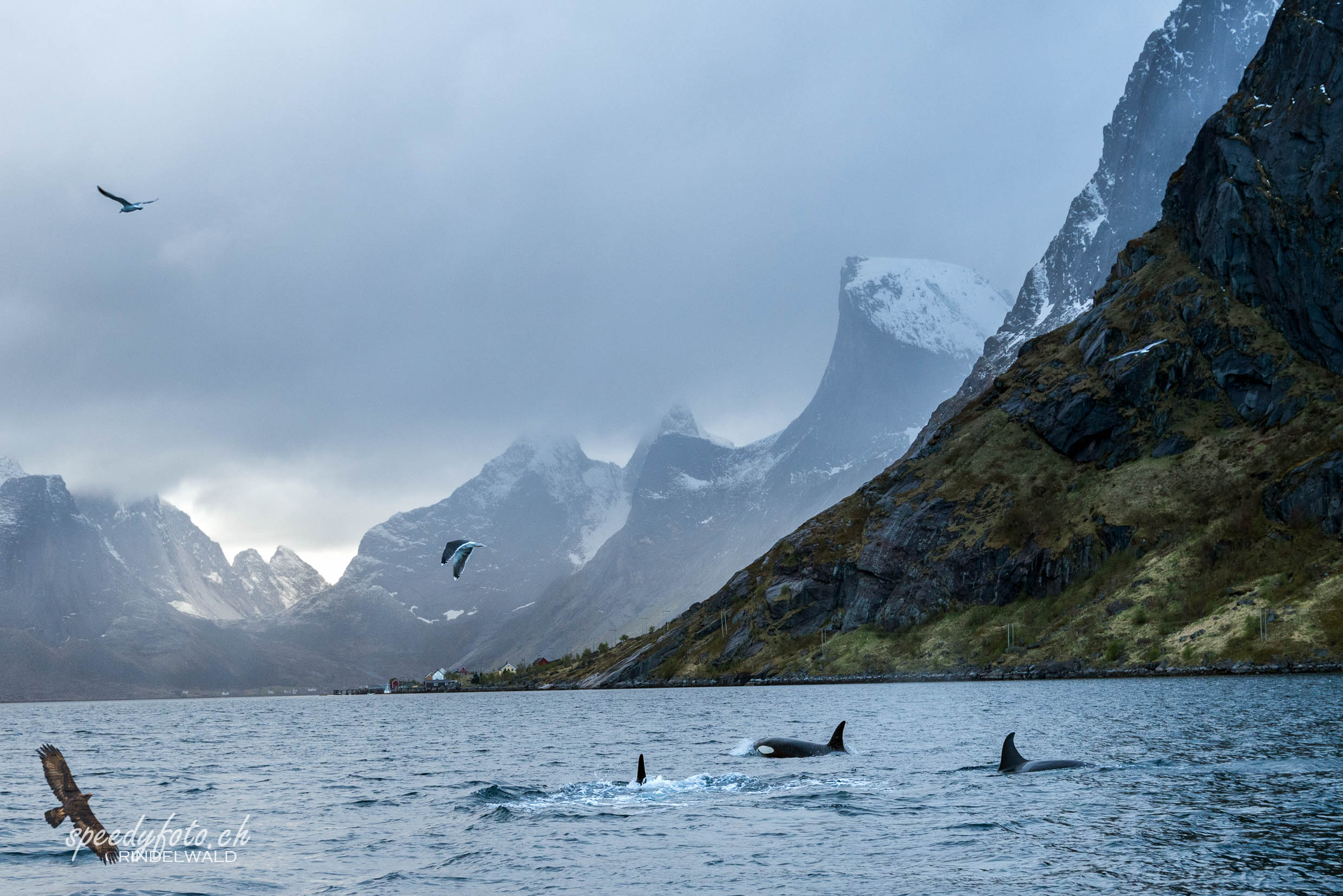 Lofoten, Orcas