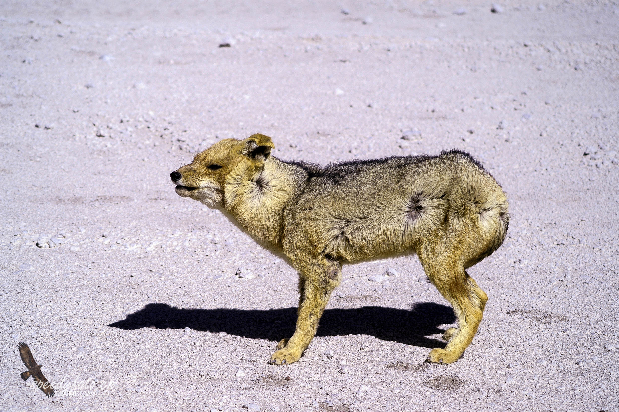 Wüstenfuchs