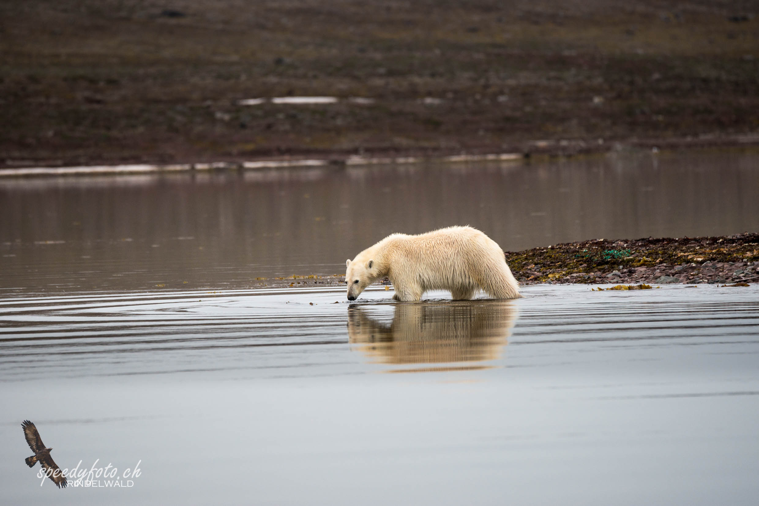 Polarbear