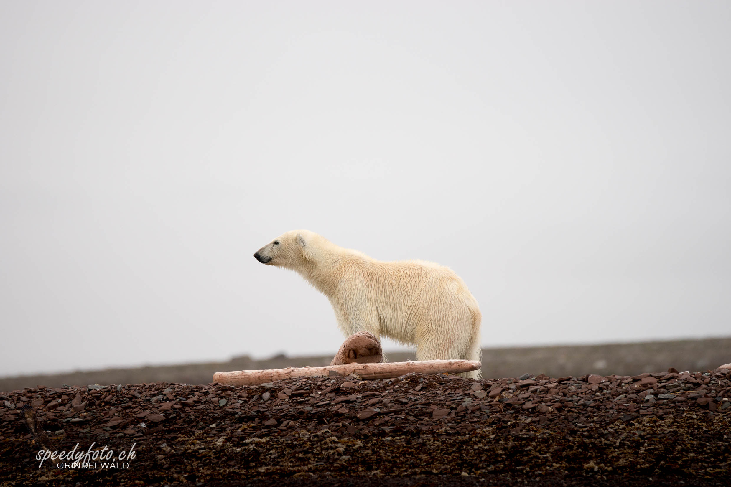 Polarbear