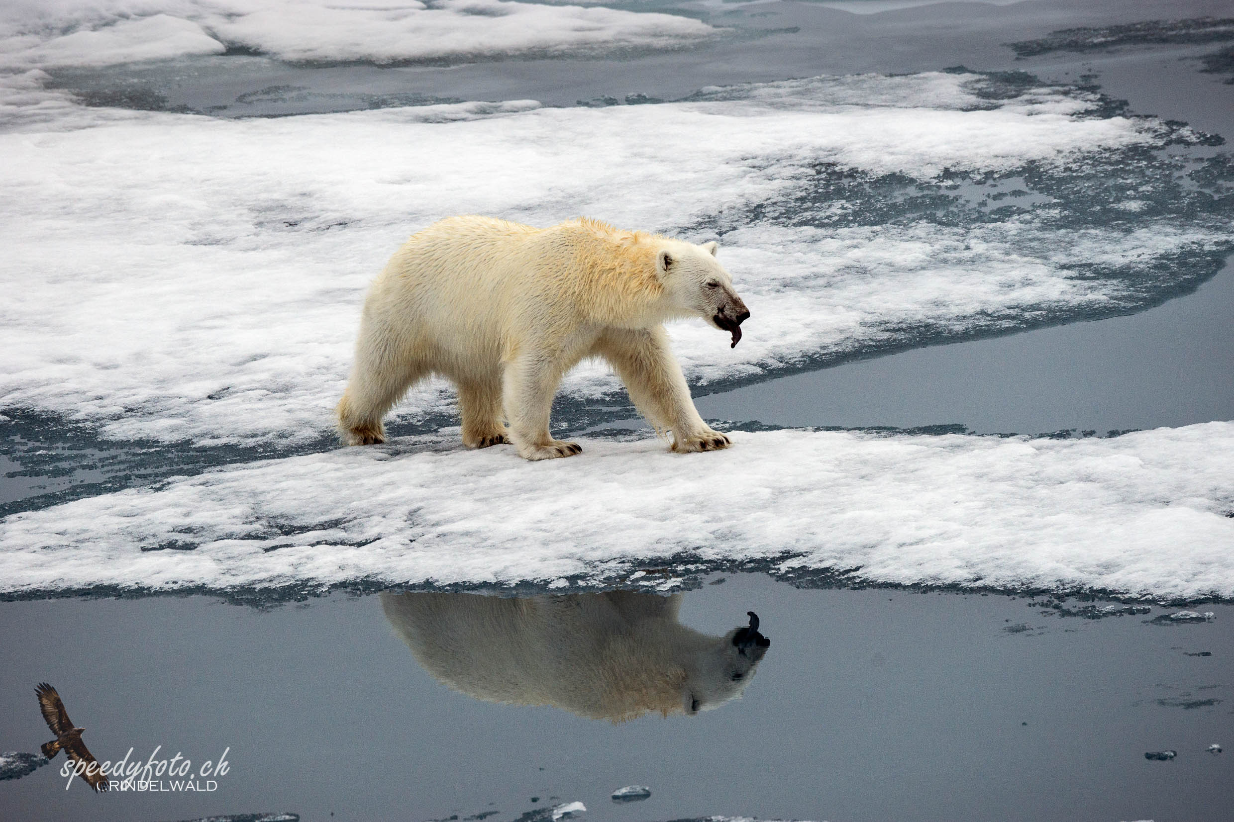 Polarbear