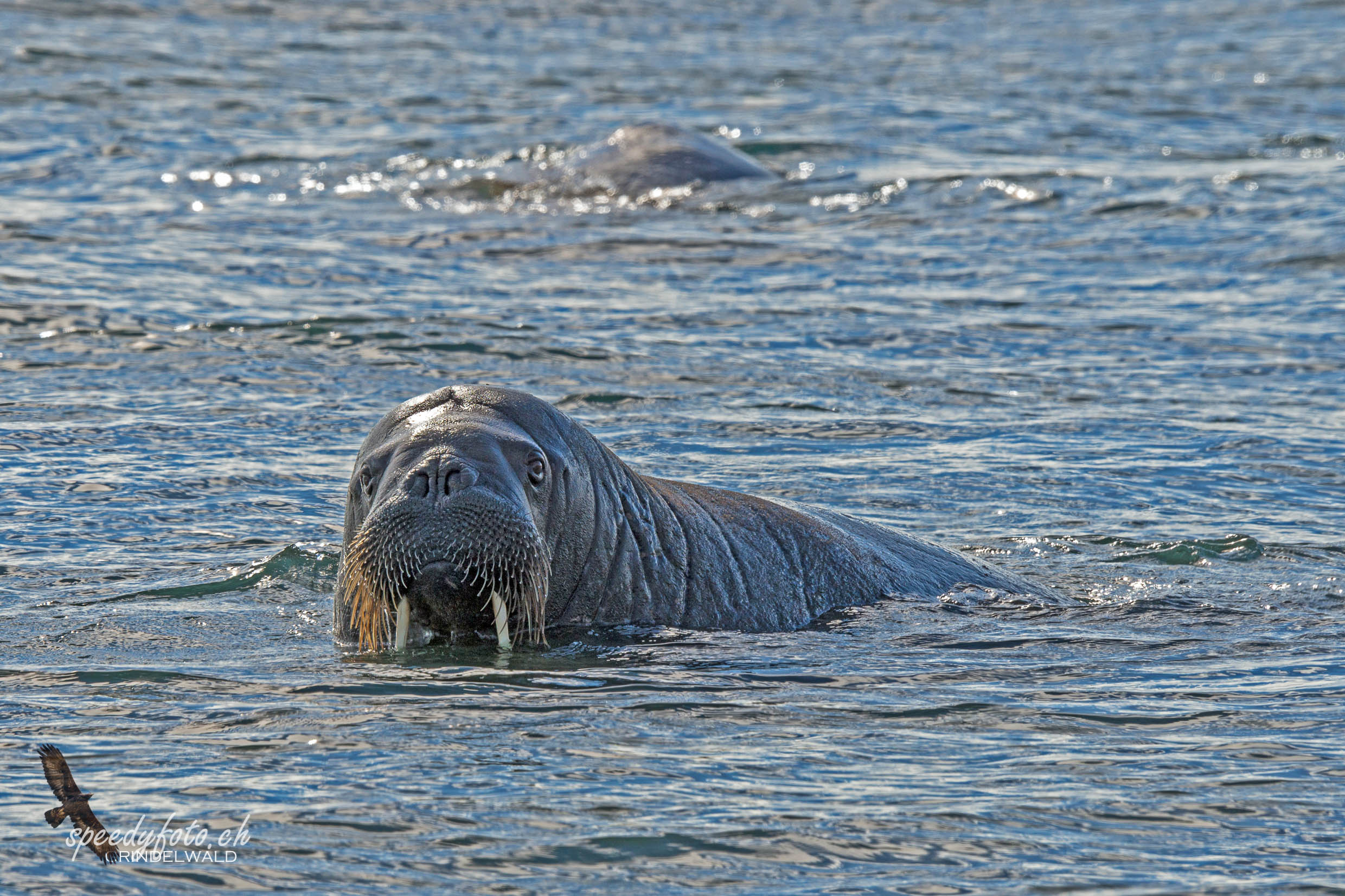 Walrus