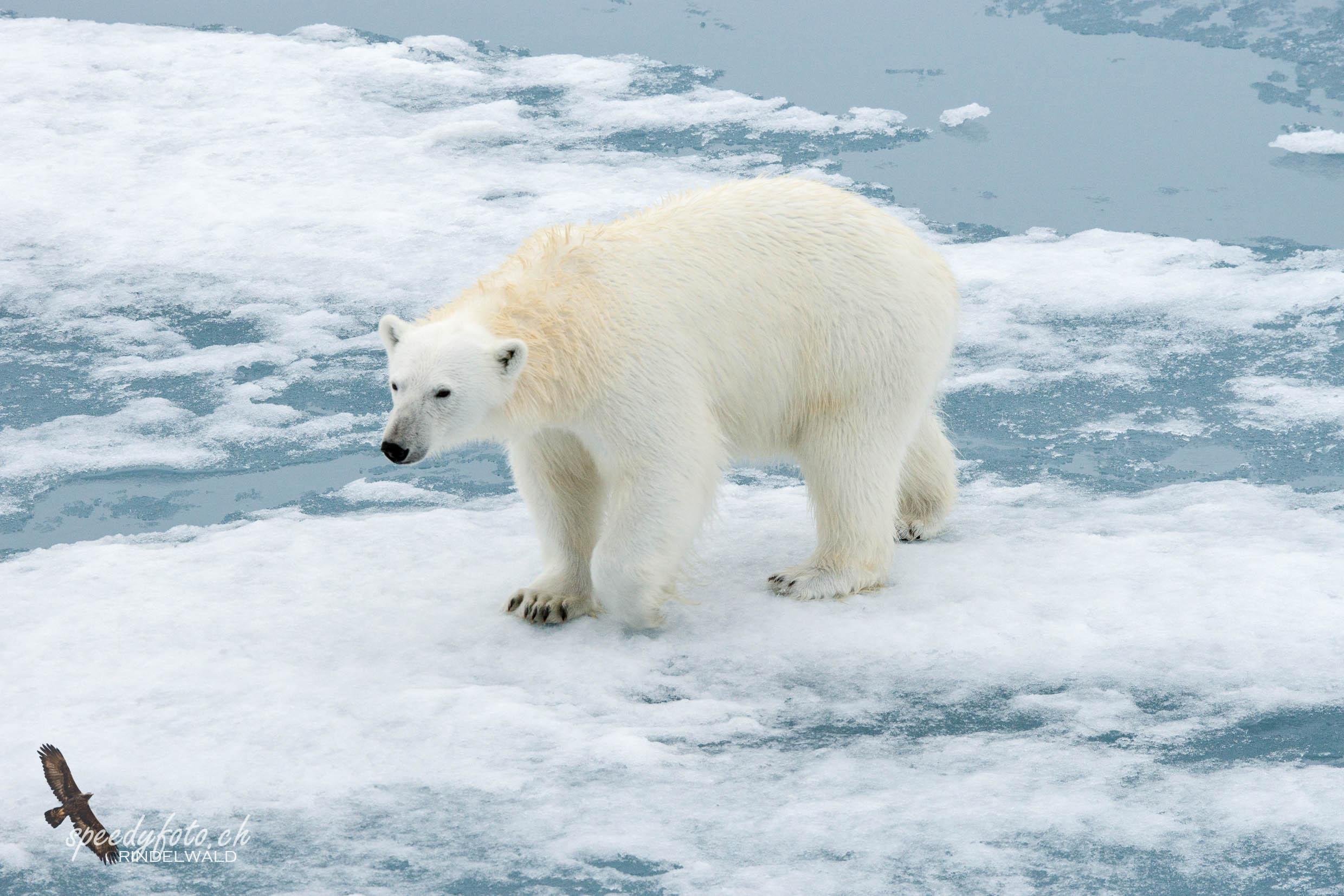 Aproaching Polar Bear