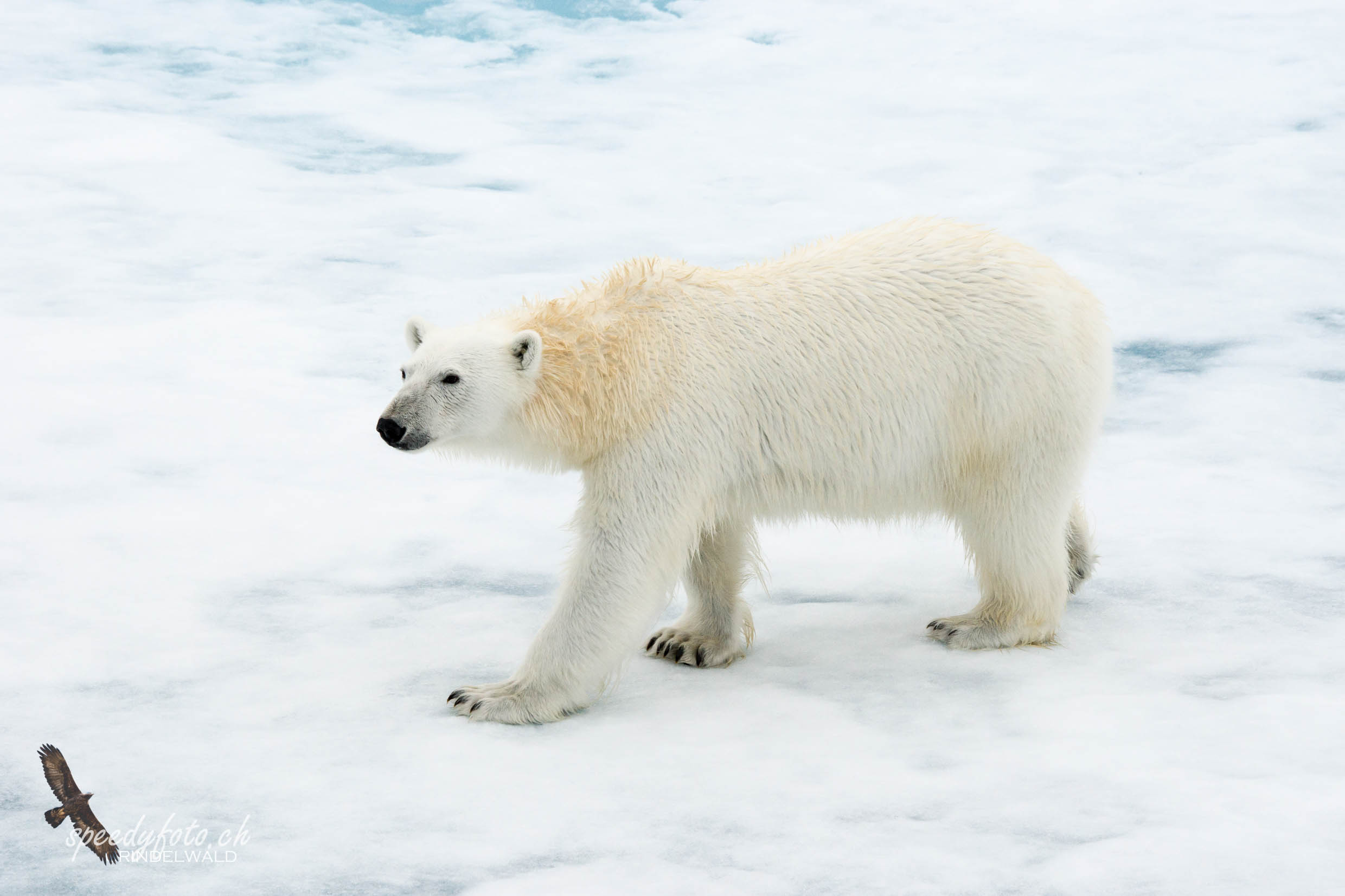 Svalbard 2013/2016