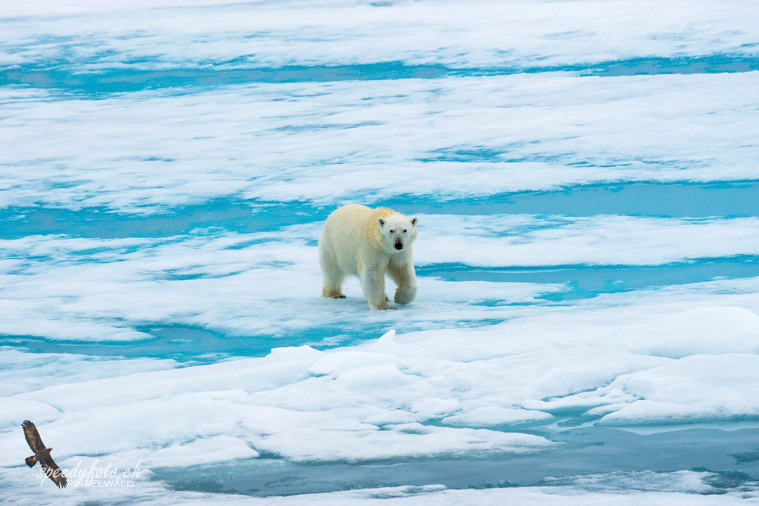 Polarbear