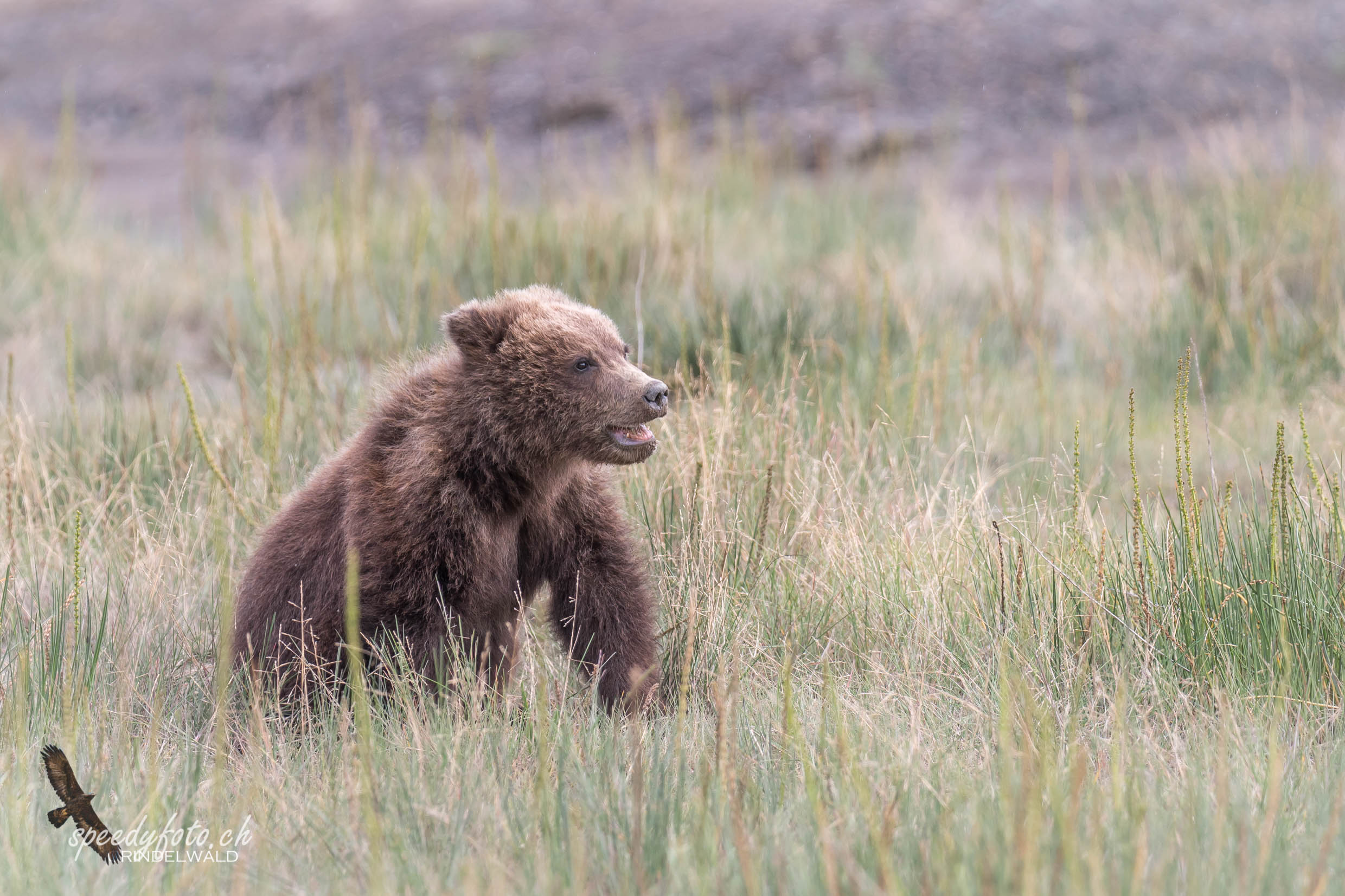 Bears - cub 