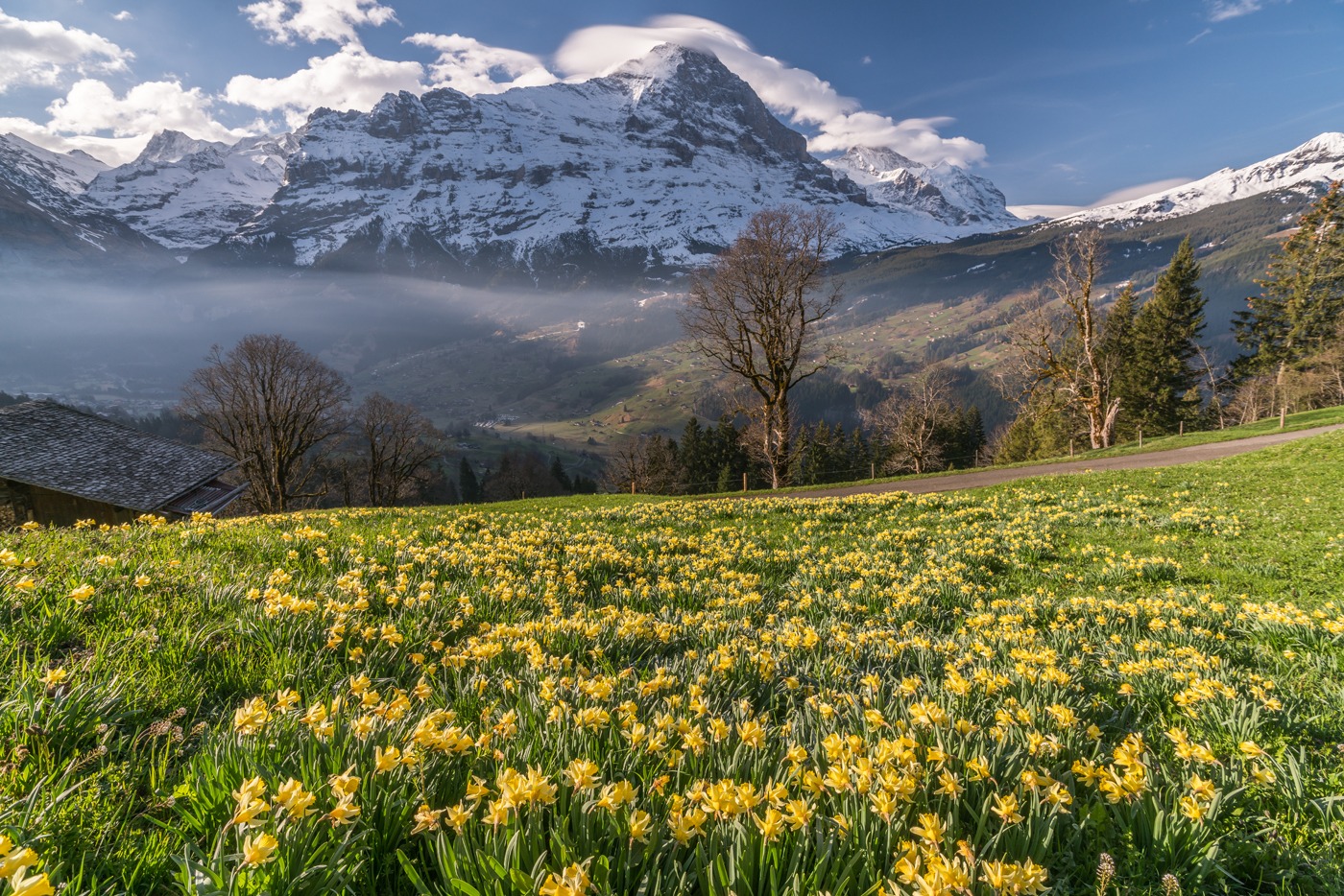 Bergfrühling 