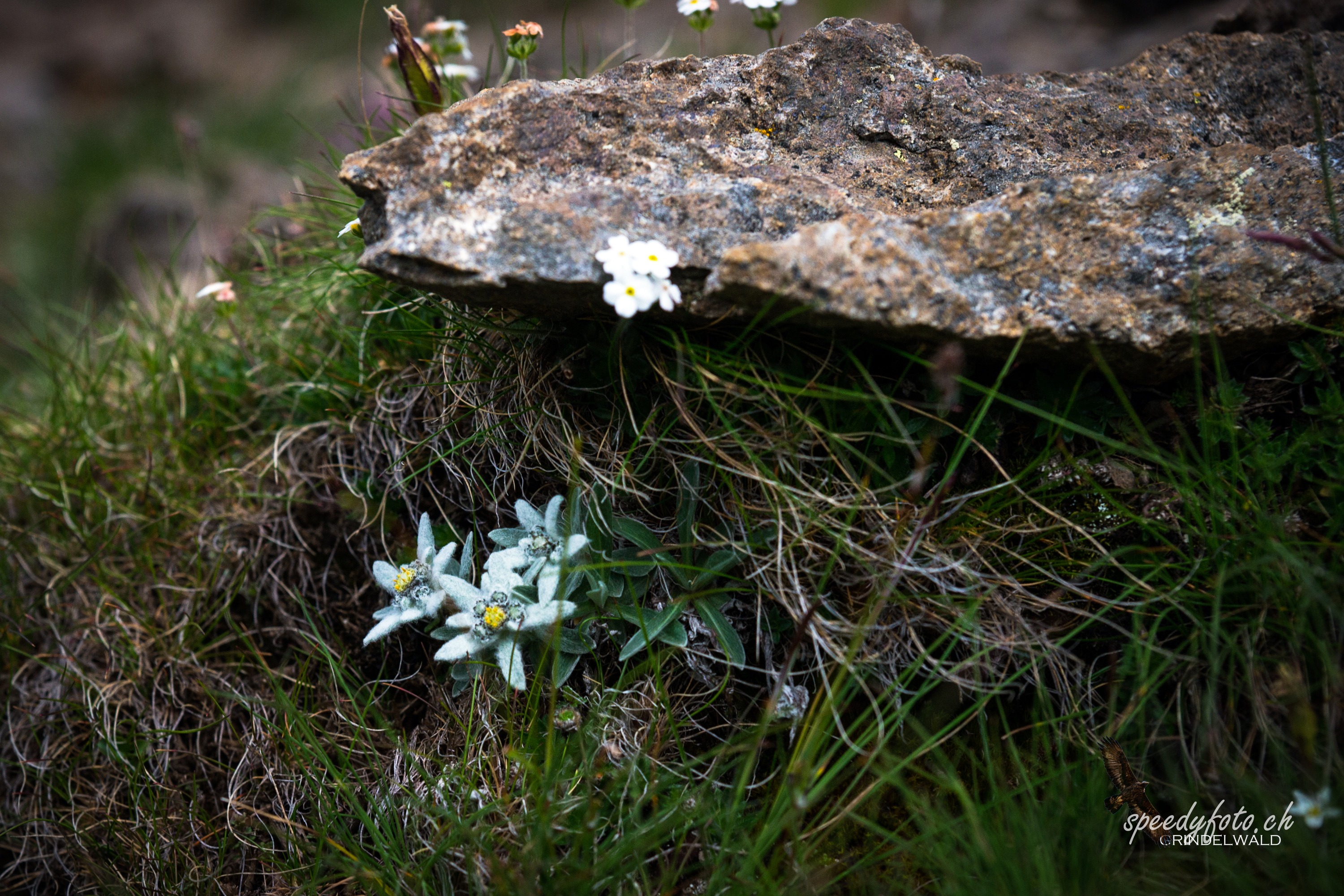 Edel und weiss - Gemsberg 