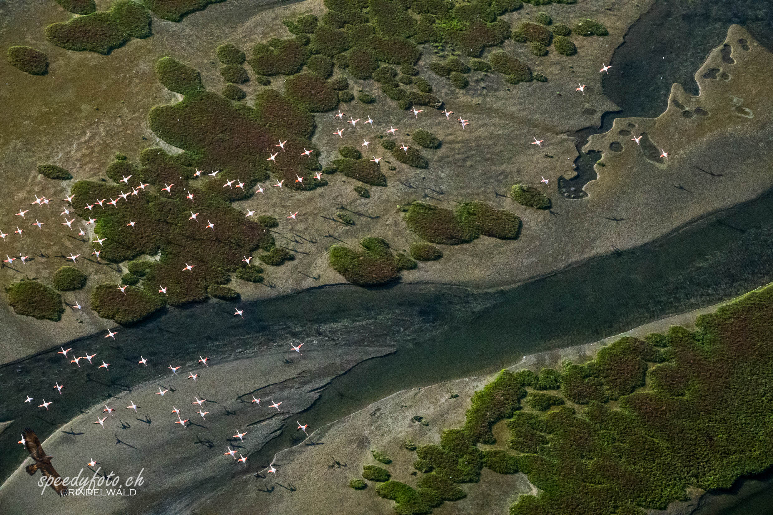 Over the flying Flamingos - Aerial View 