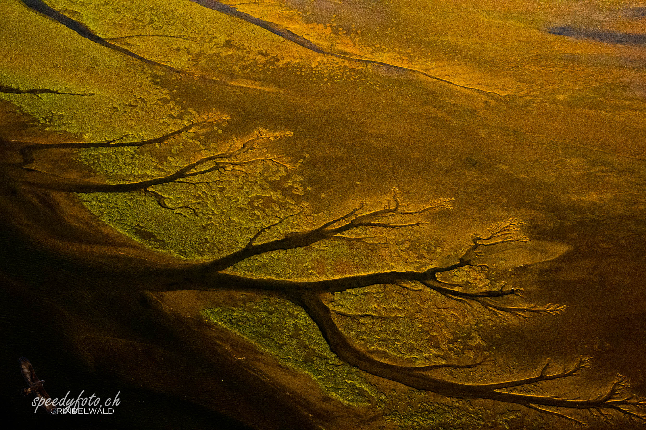 Golden Trees in the Dunes 