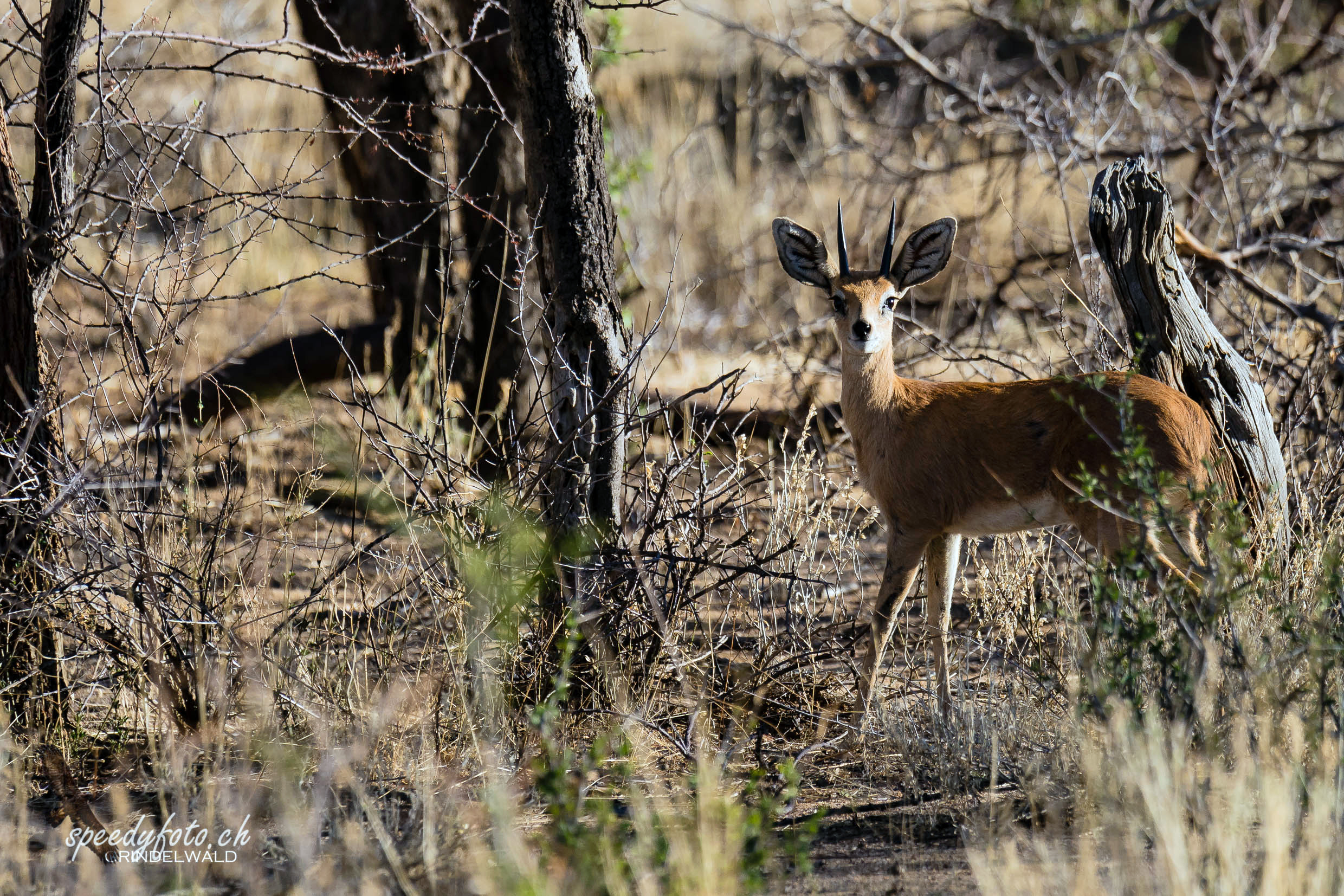 Springbock Surprise