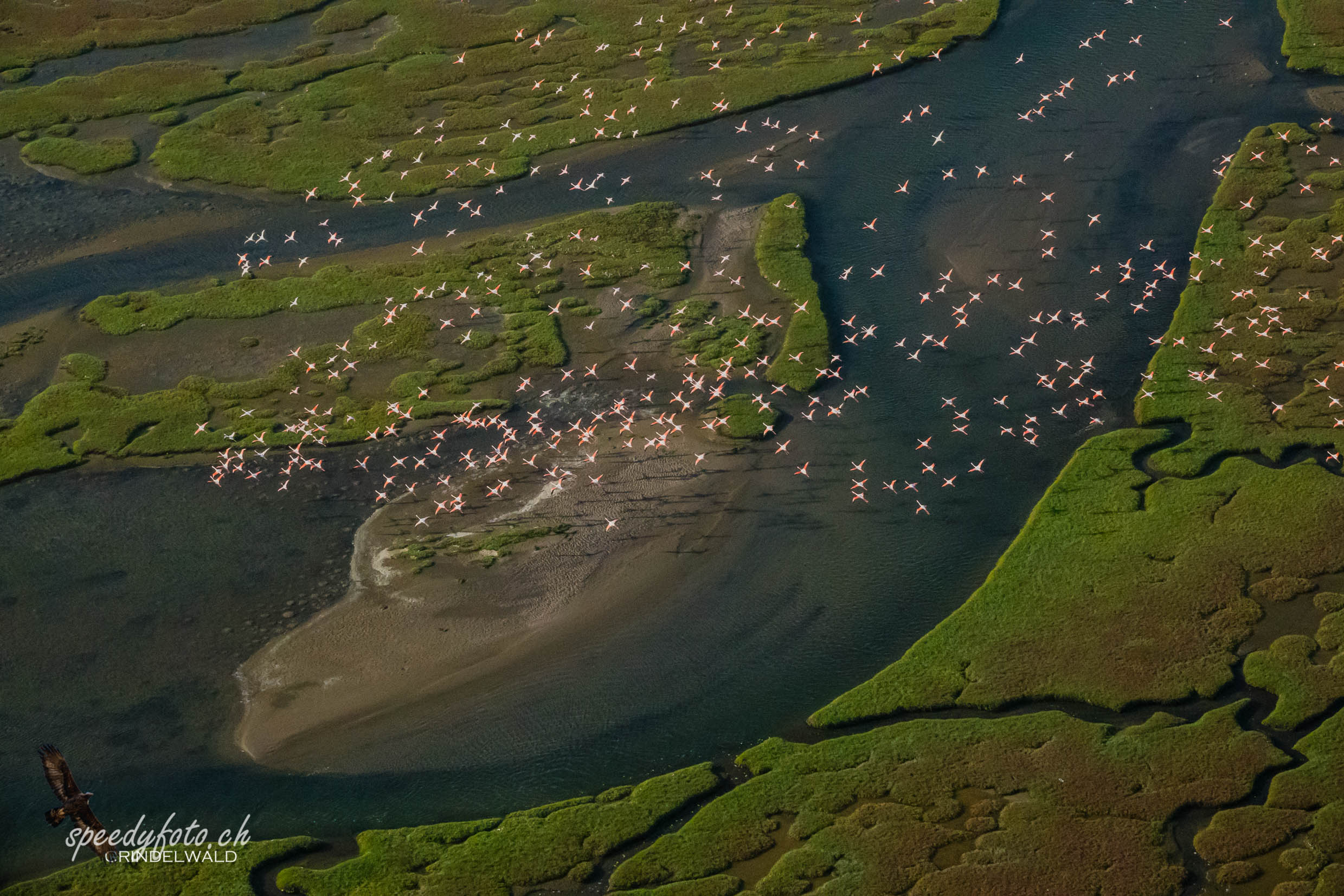 Flying with the Flamingos 