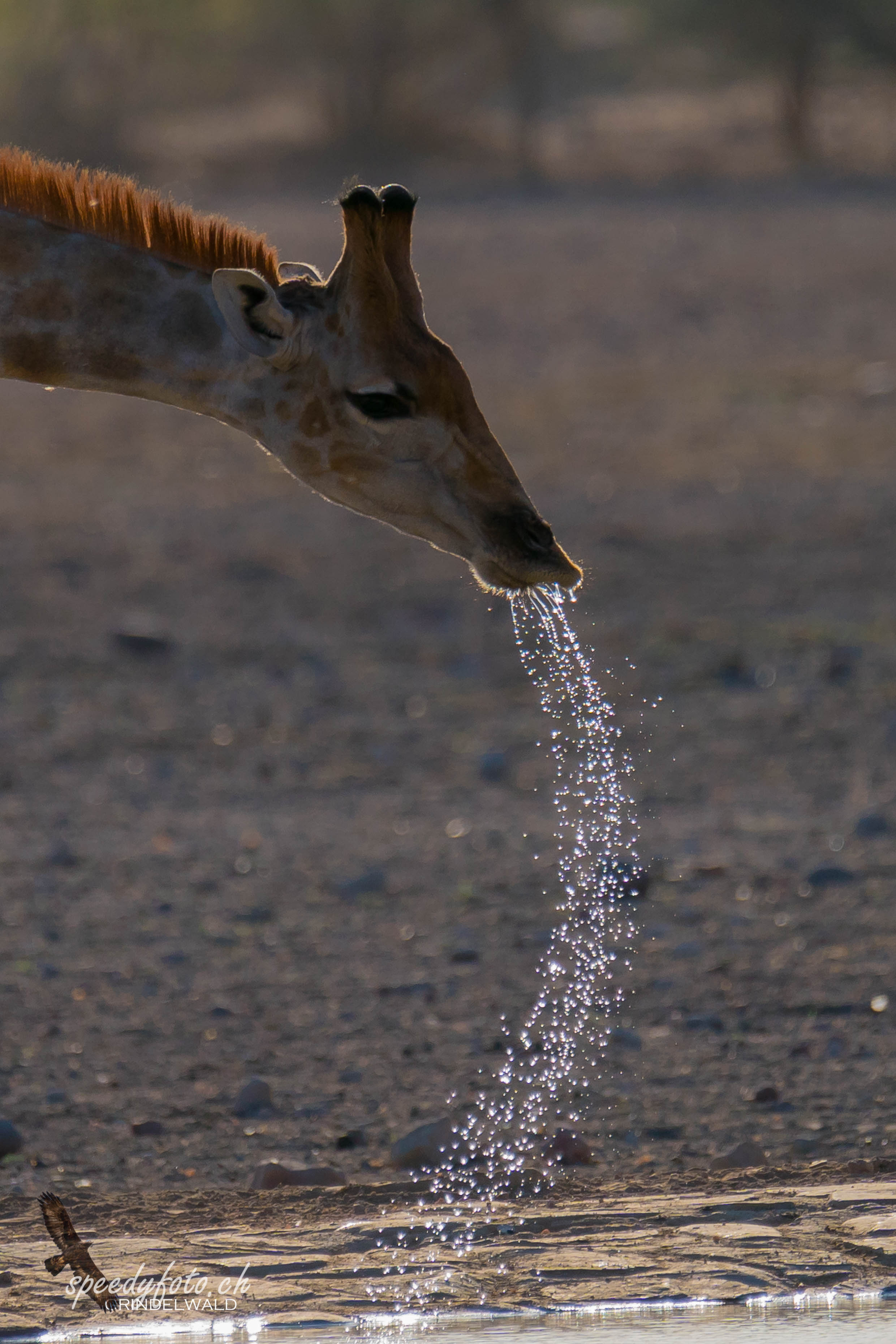 Drinking Water 