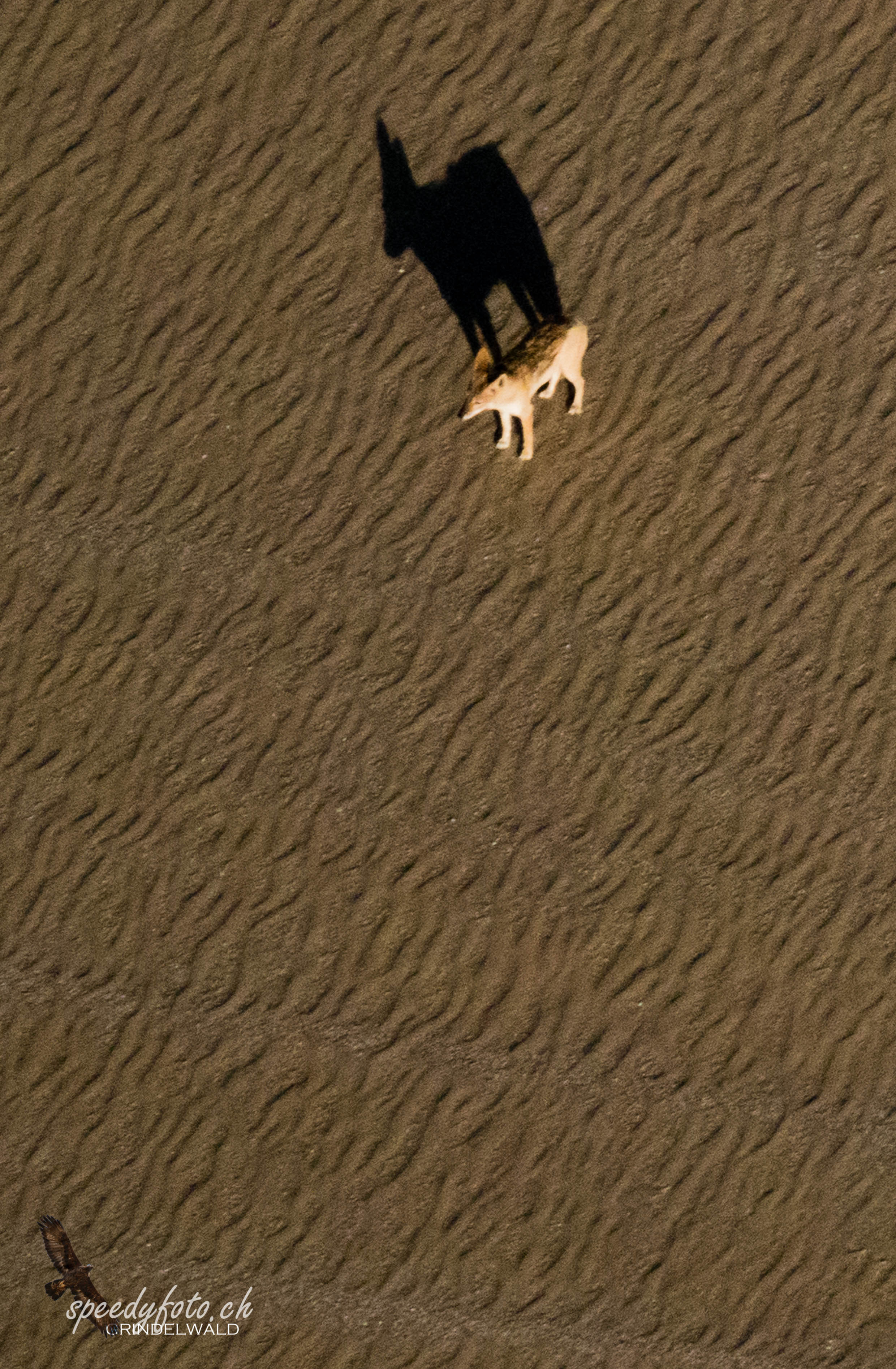 Tha shakal - on the Dunes - Aerial View 