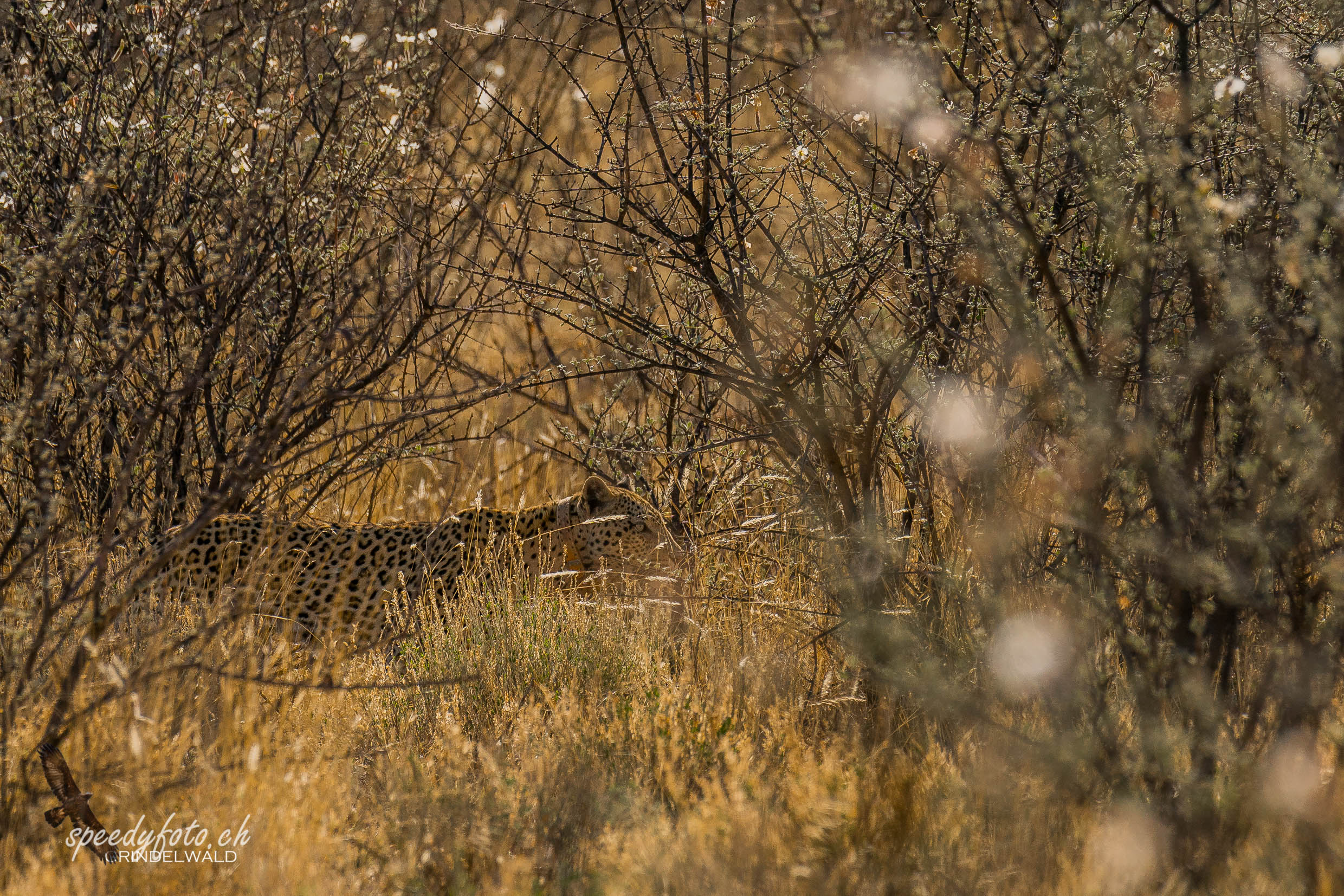 First sight of a Leopard 