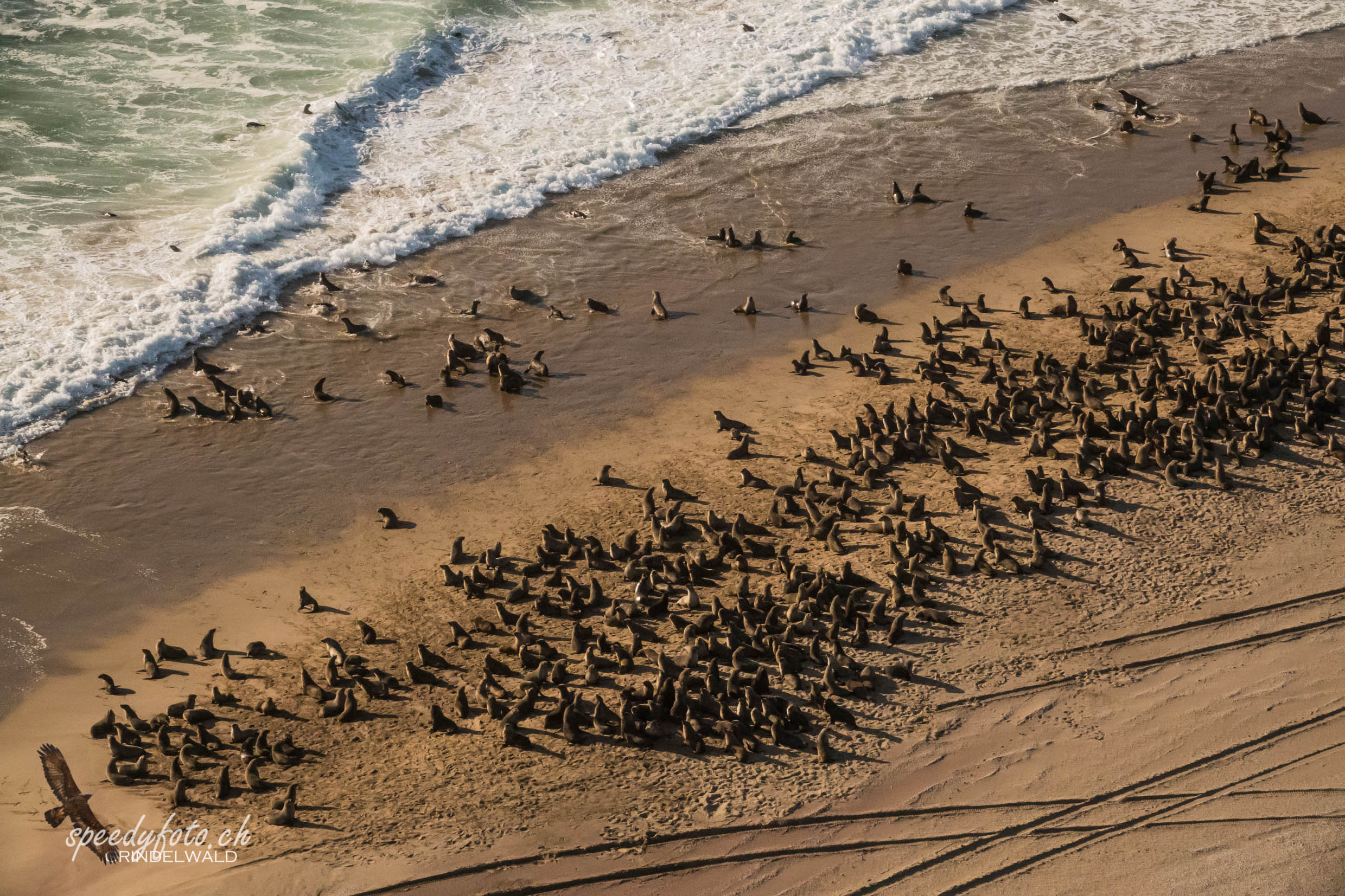 Seals on the Beach 