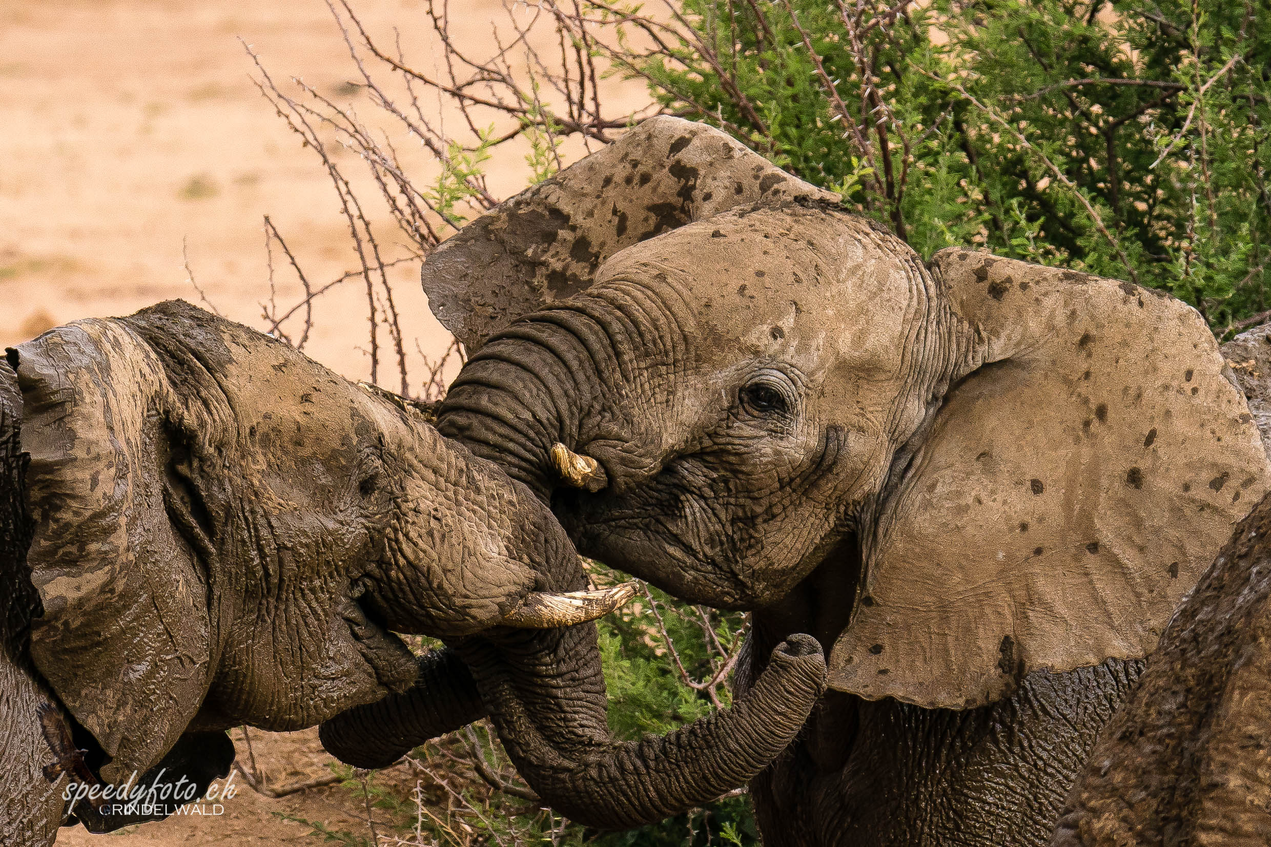 Wrestling Elephants 