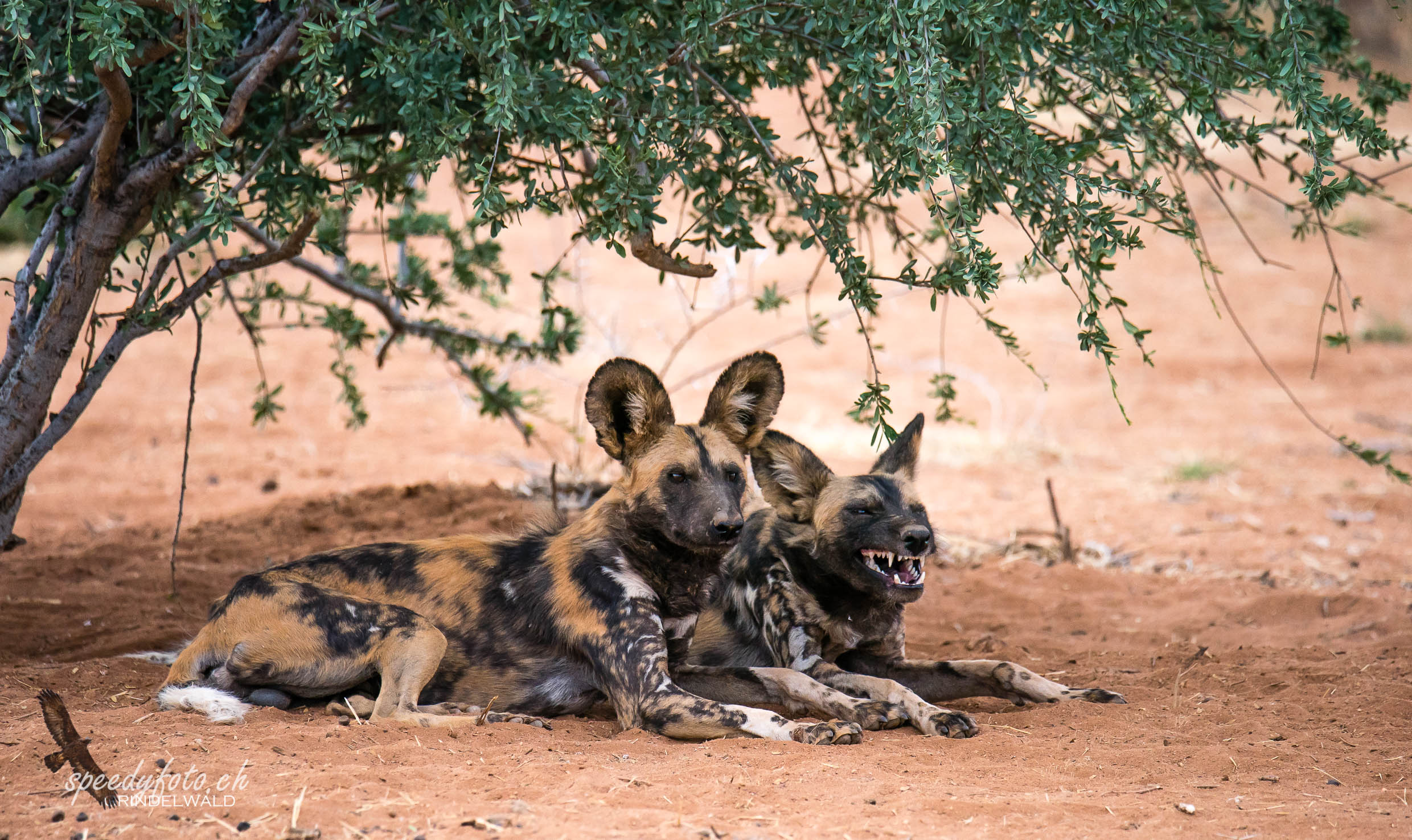 Wild Dogs in the shadow 