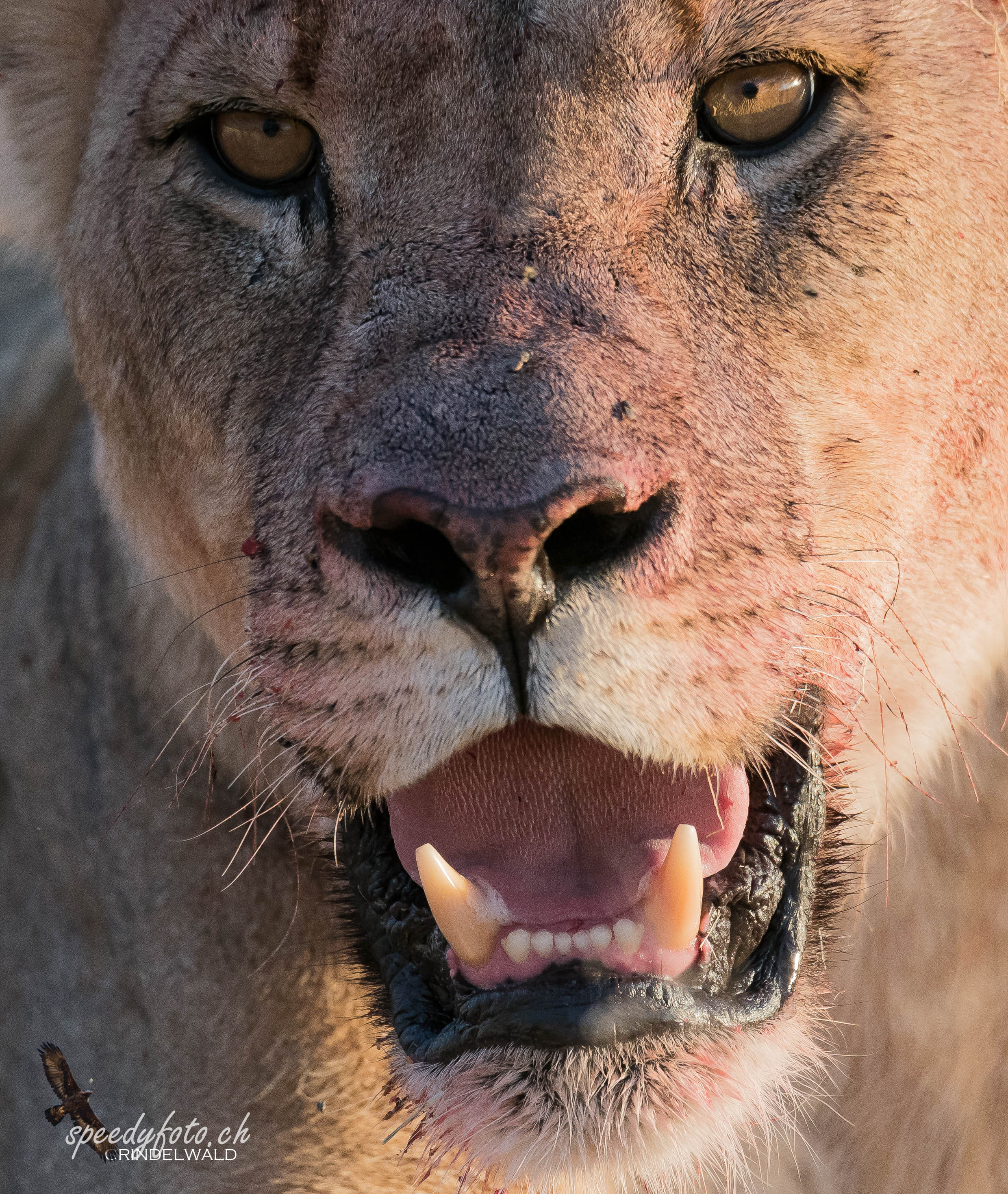Lion's close up 
