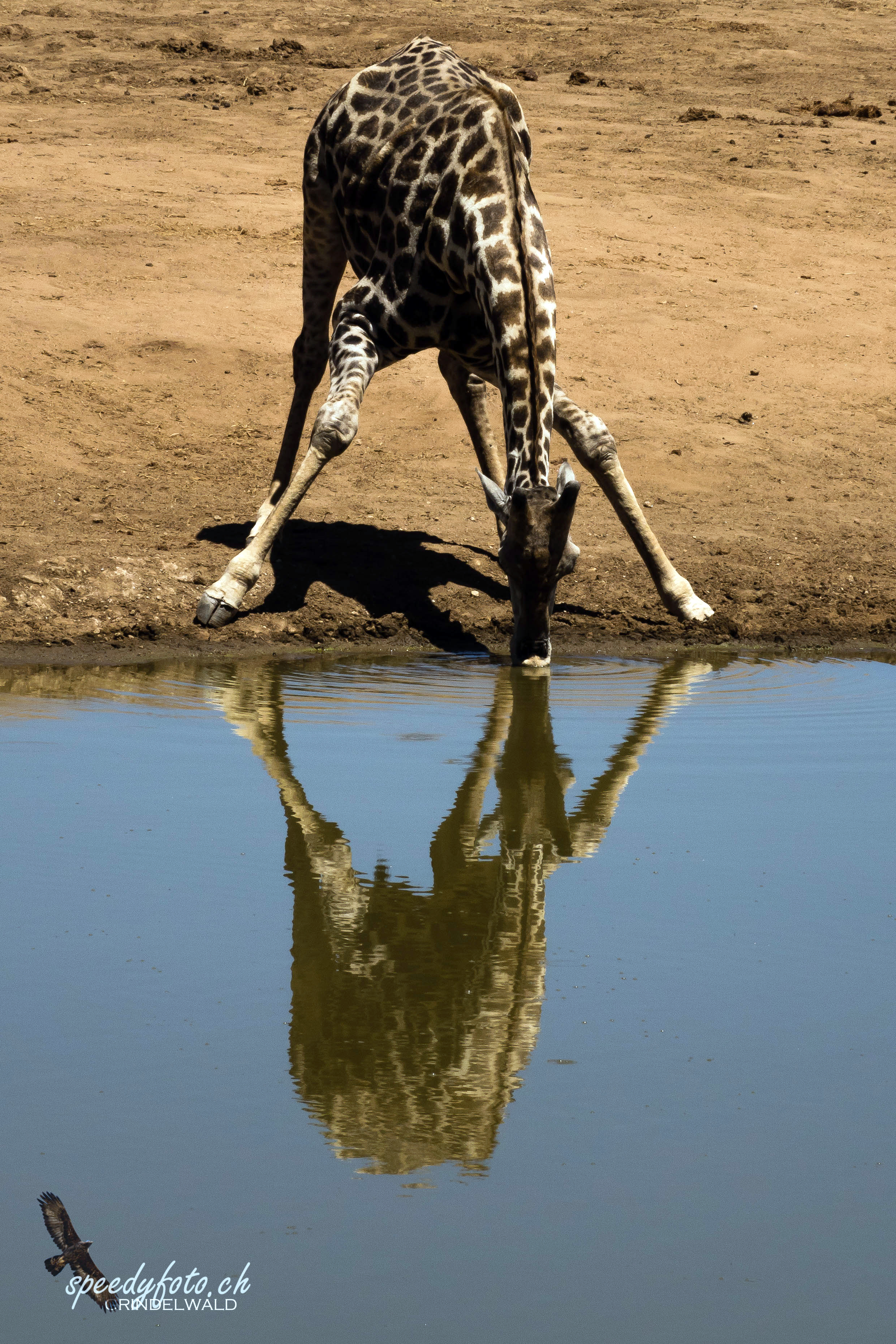 Thirsty Giraffe 