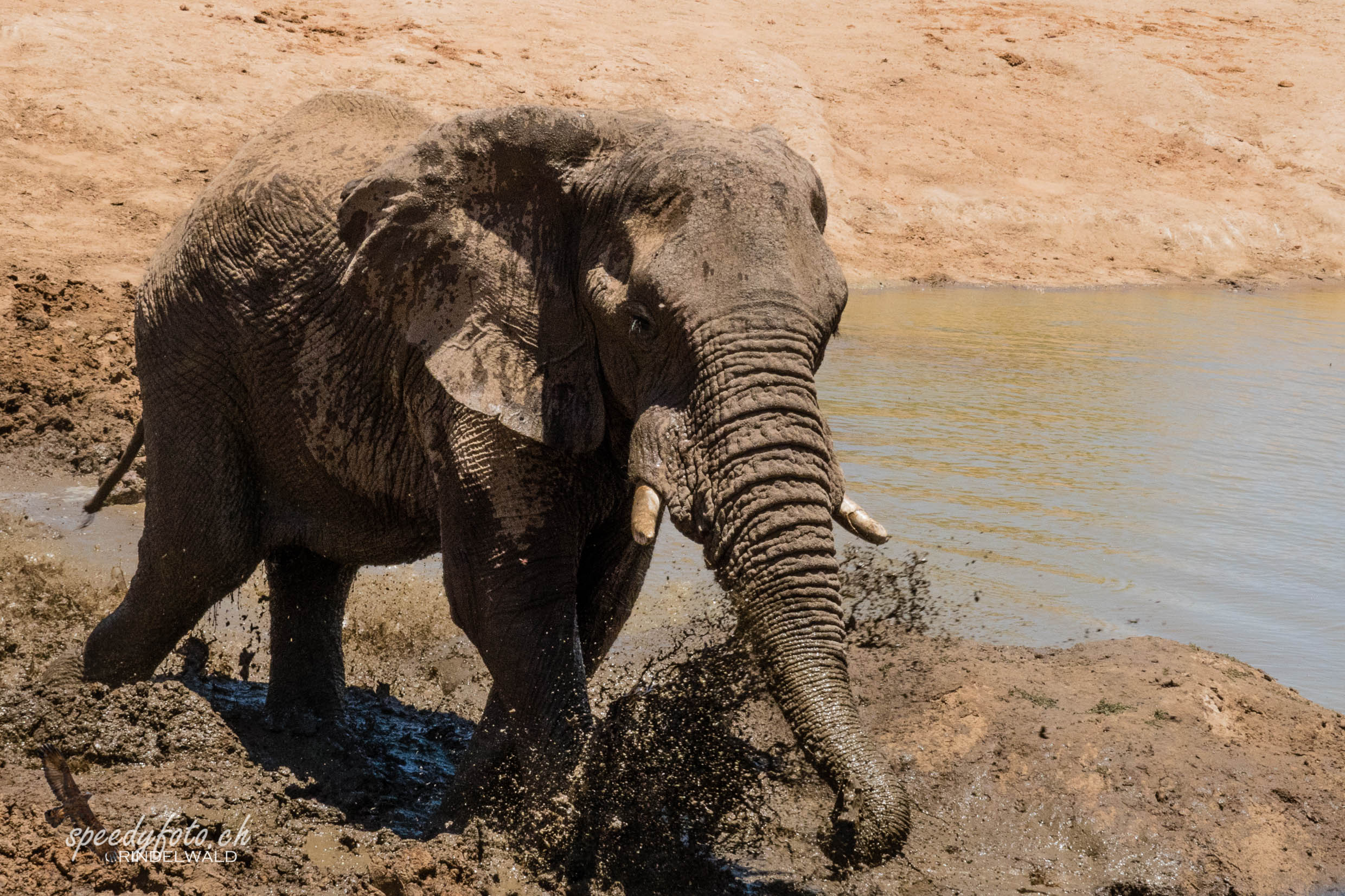 In the mud - Elephant 