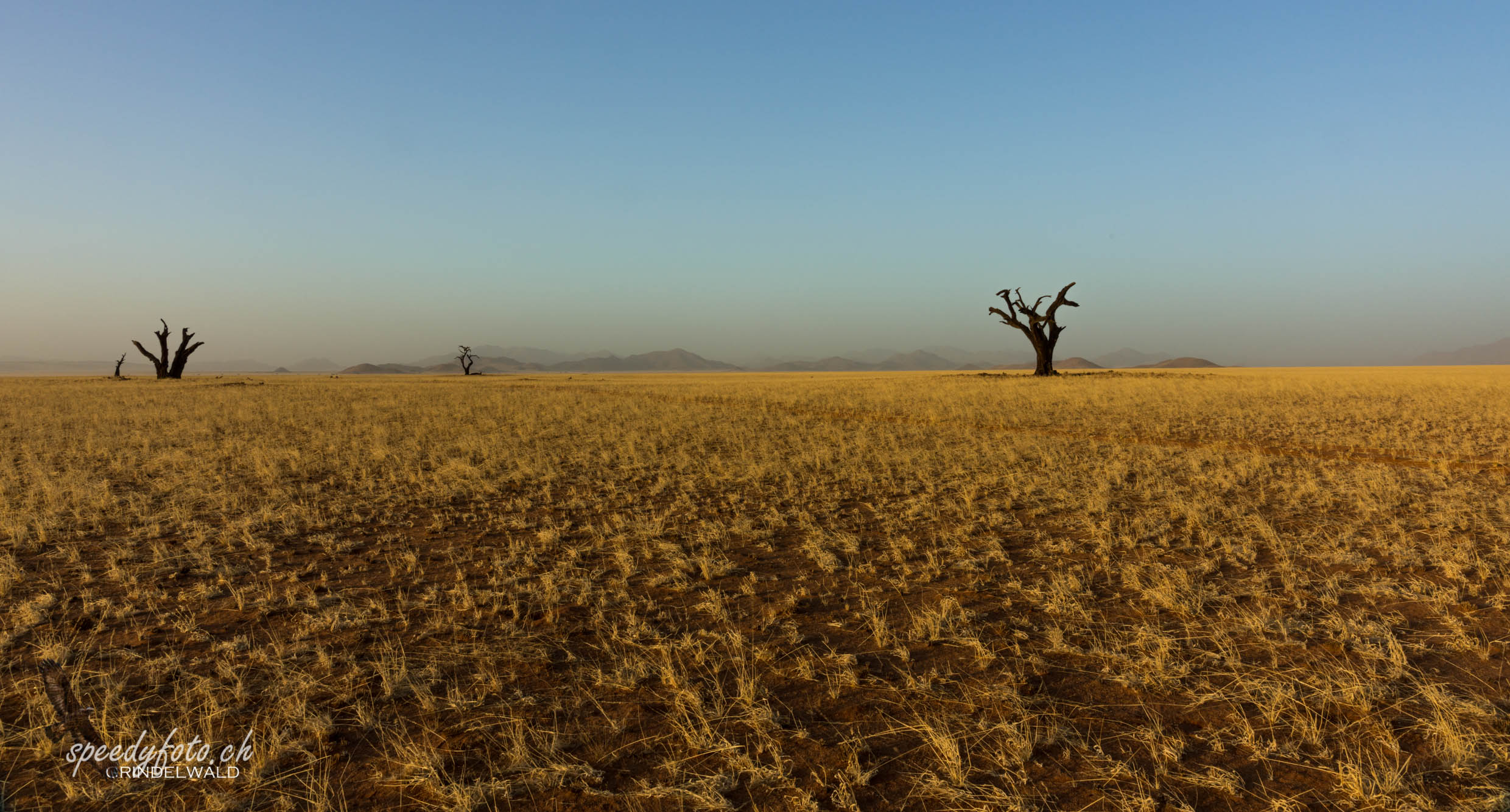 Dead trees