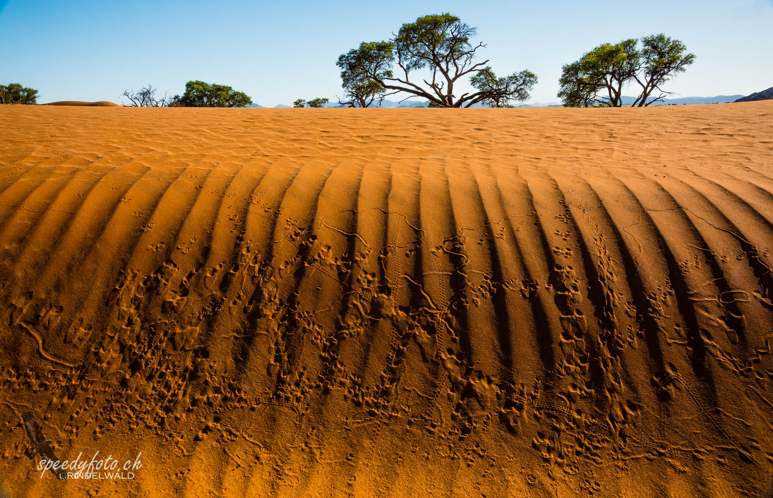 Sandtracks in the Dune 