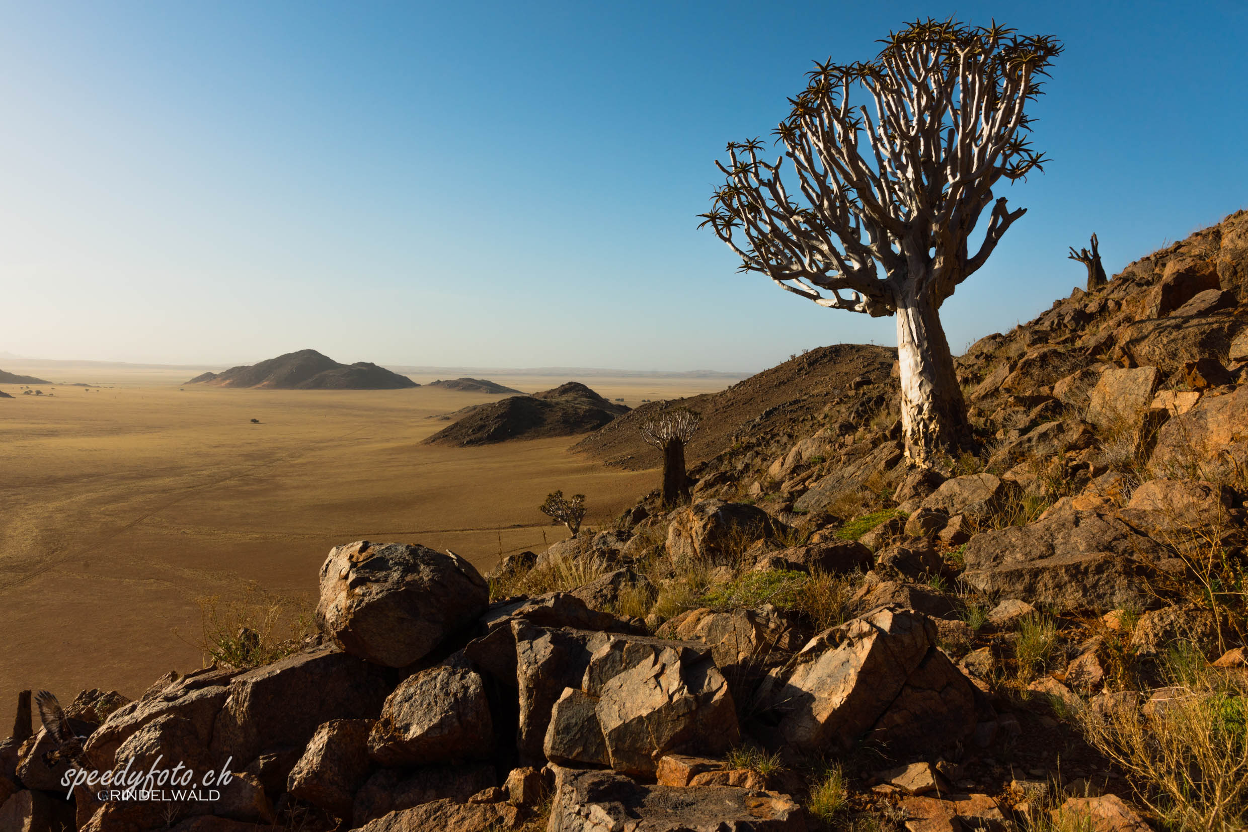 Köcherbaum Landscape 