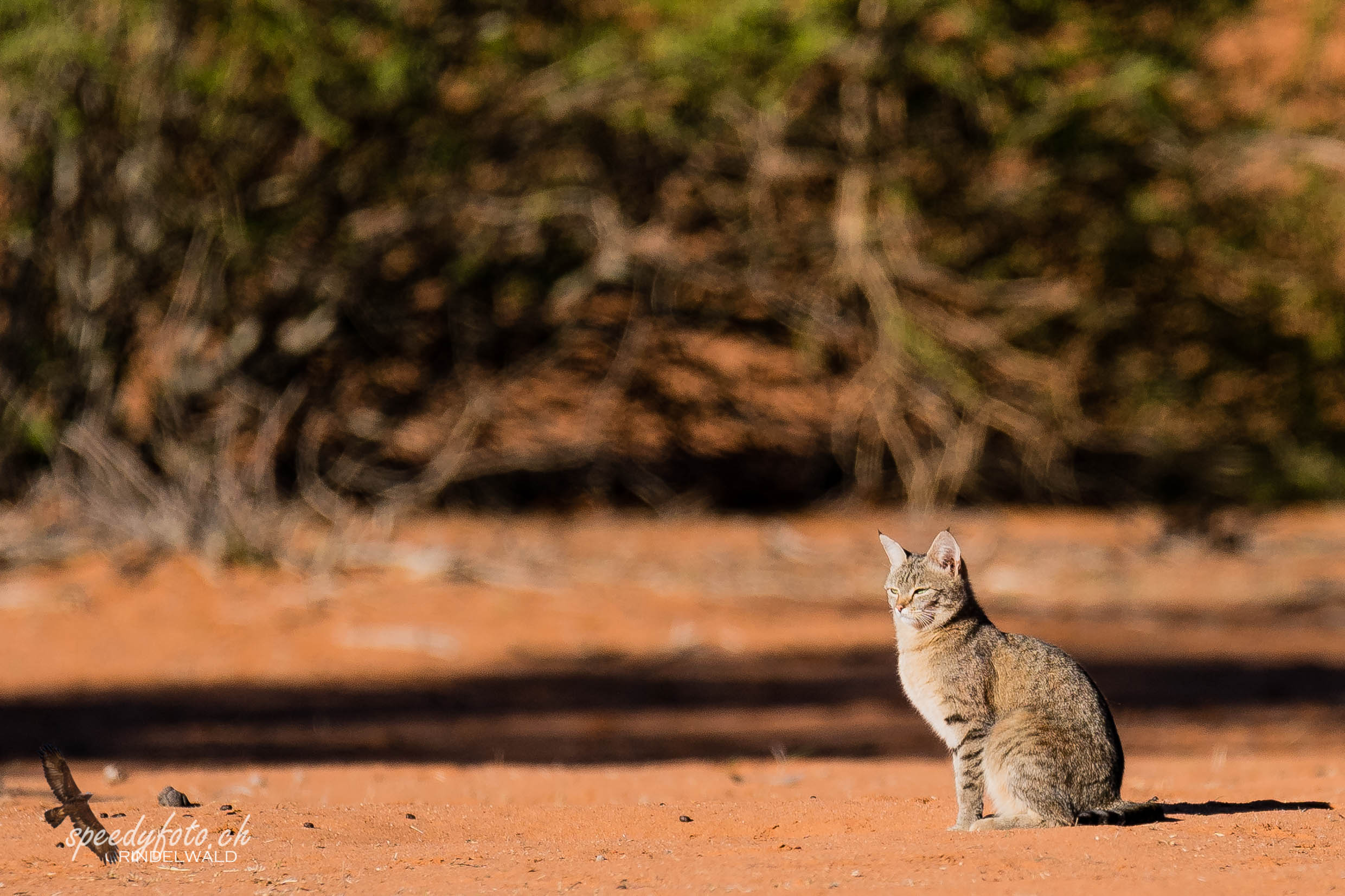 African Wildcat 