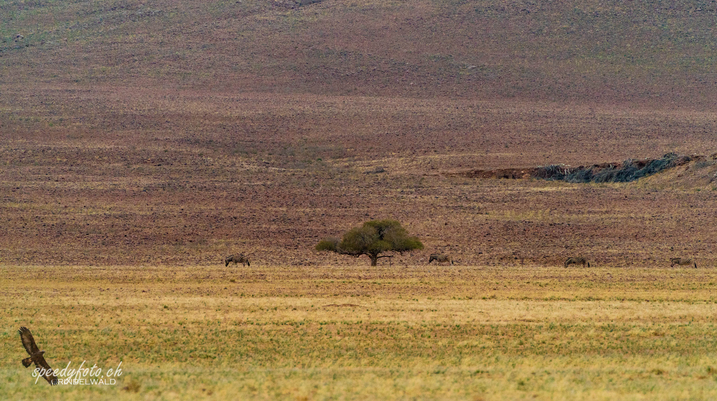 the Zebras