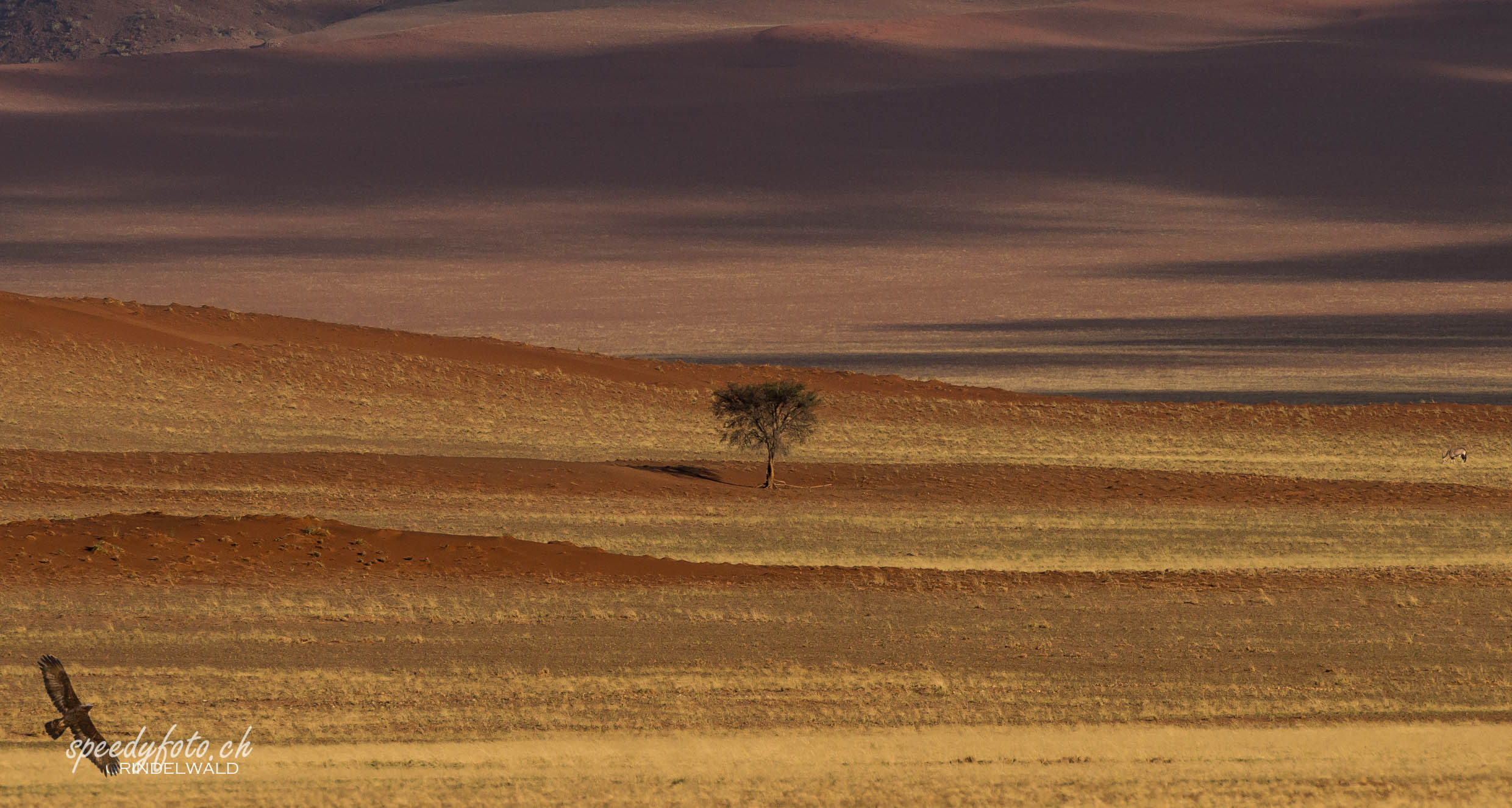 Tree in Colors