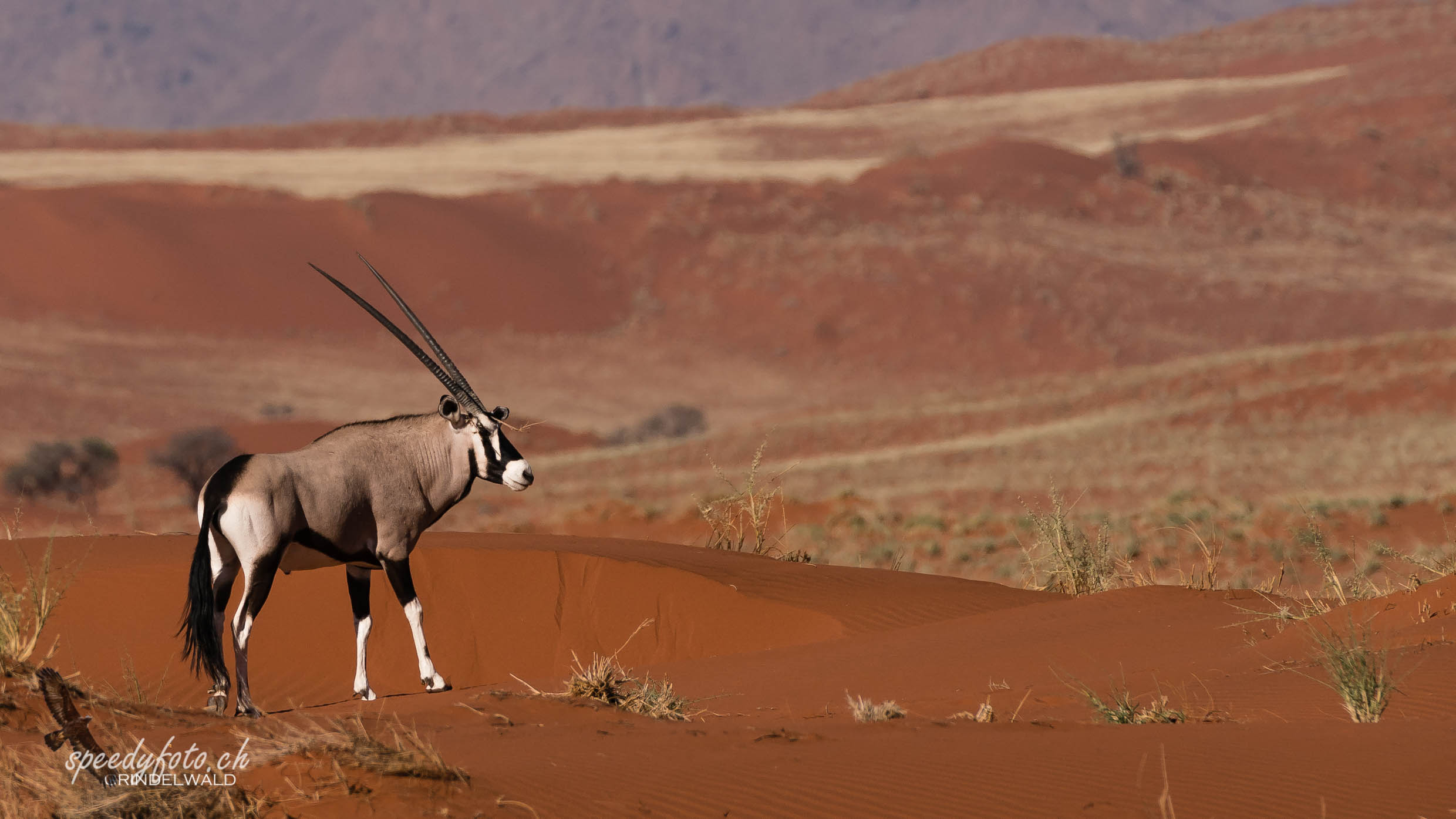 Oryx on the dune