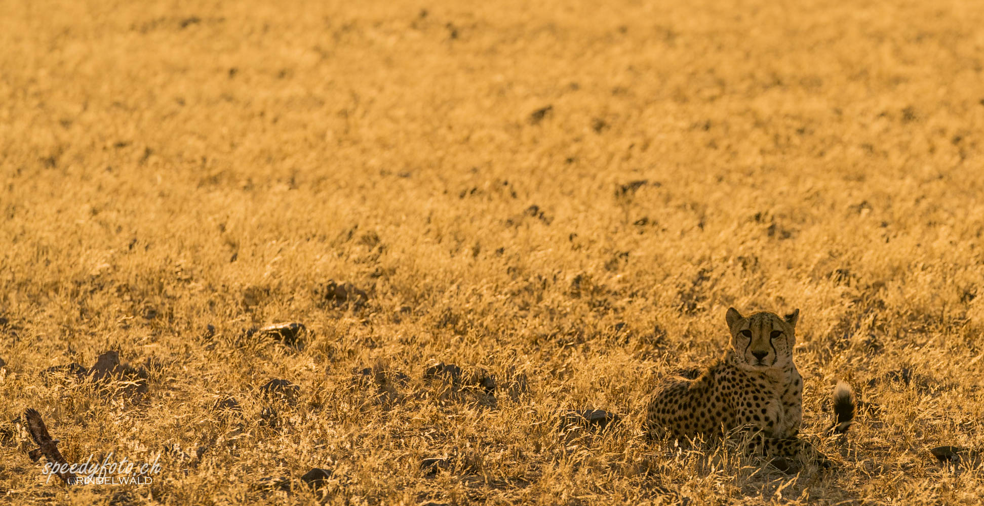 Gepard (Cheetah)