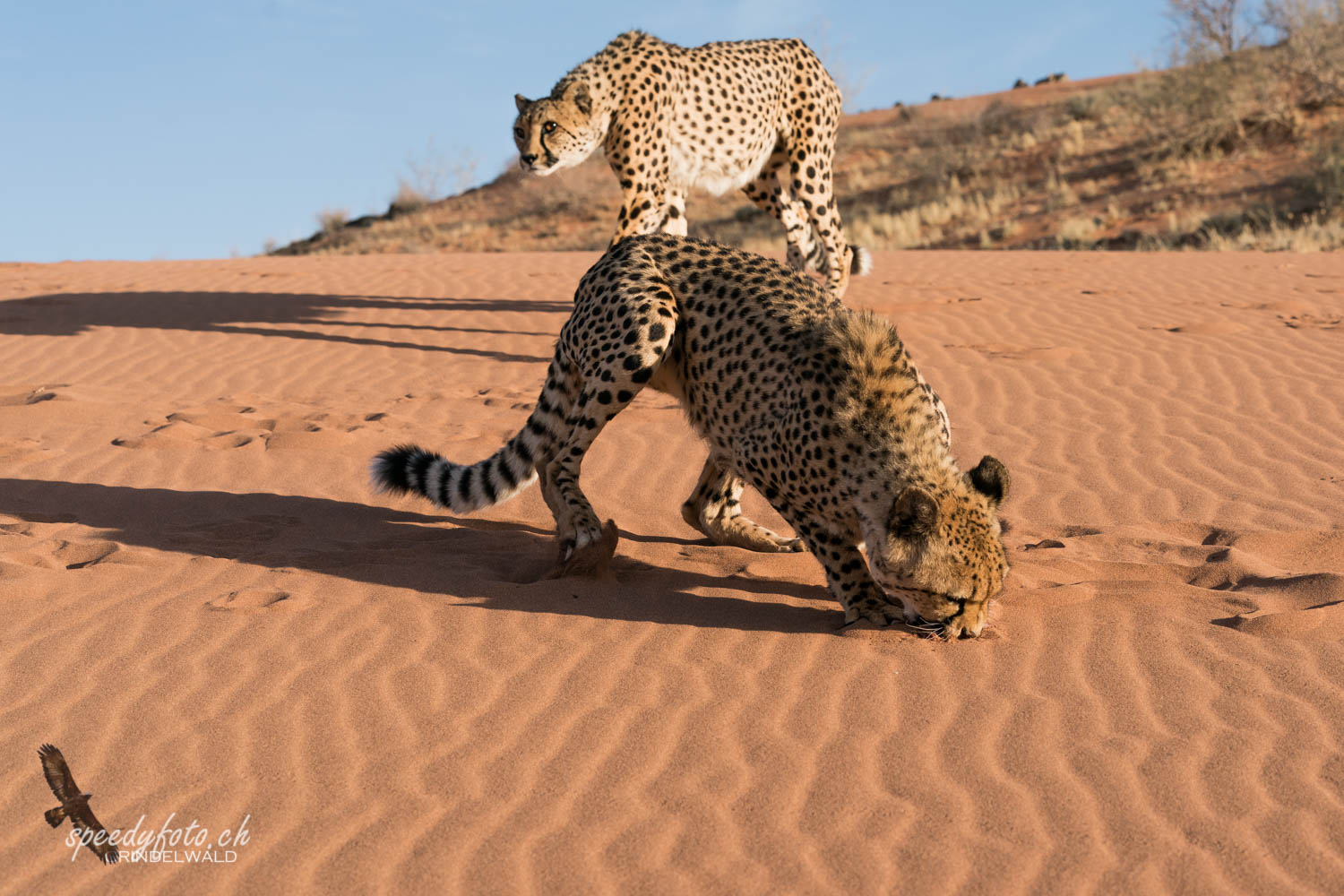 Gepard (Cheetah)