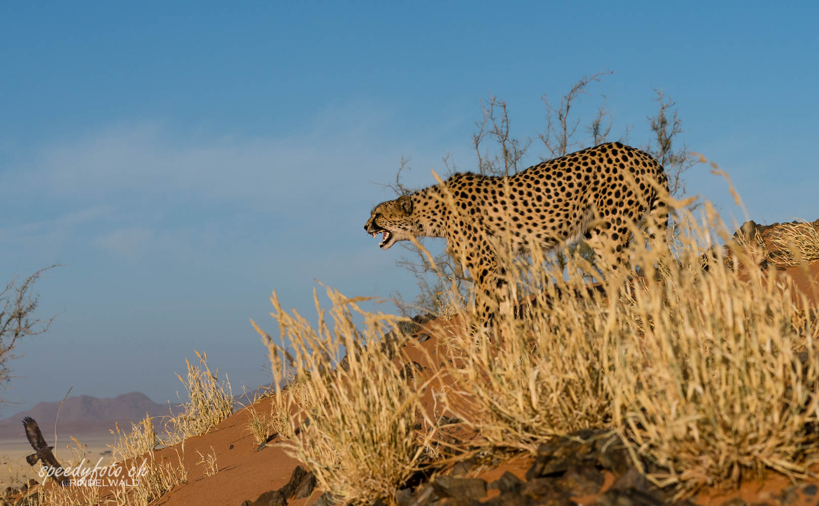 Gepard (Cheetah)