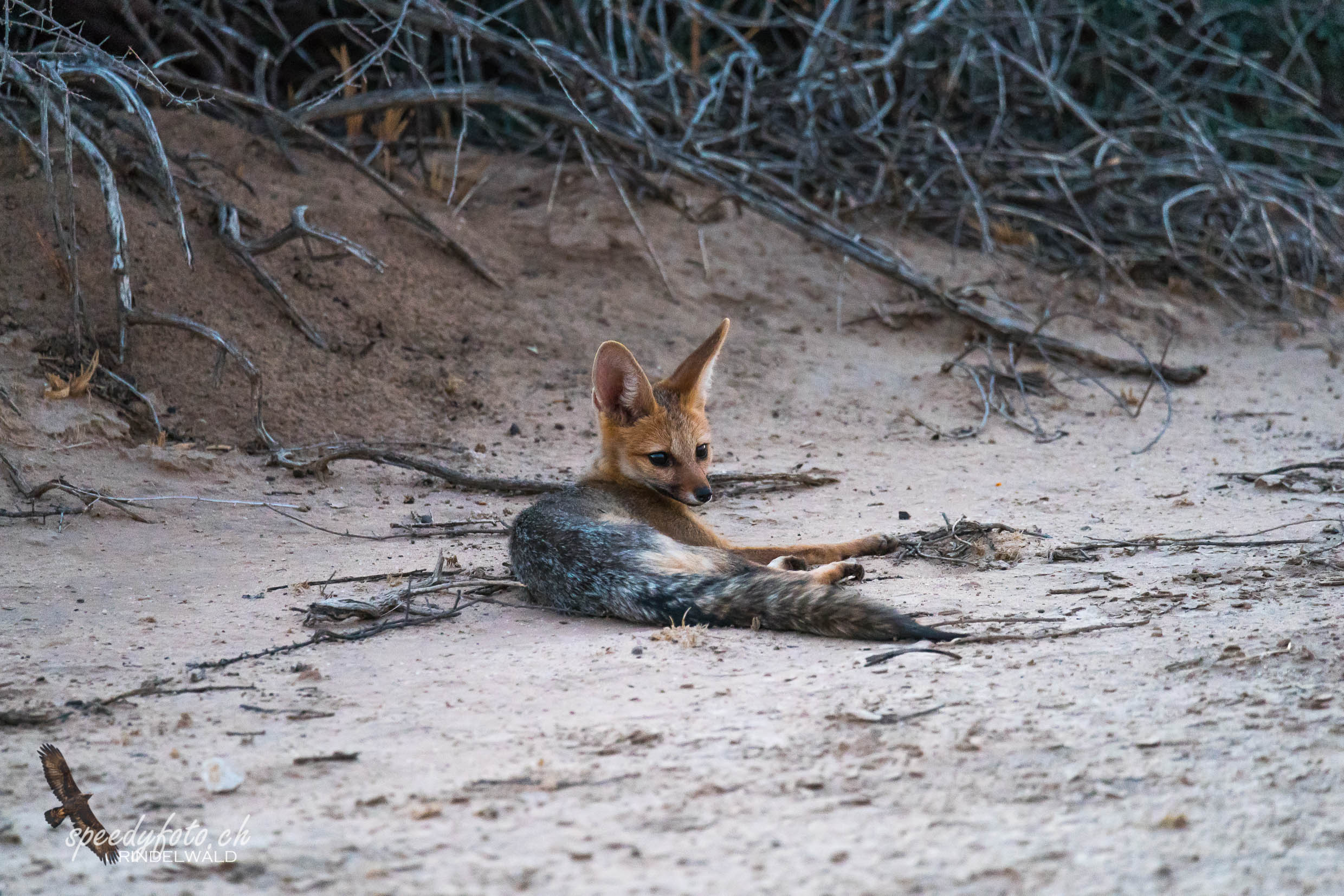 Bat-Eared-Fox