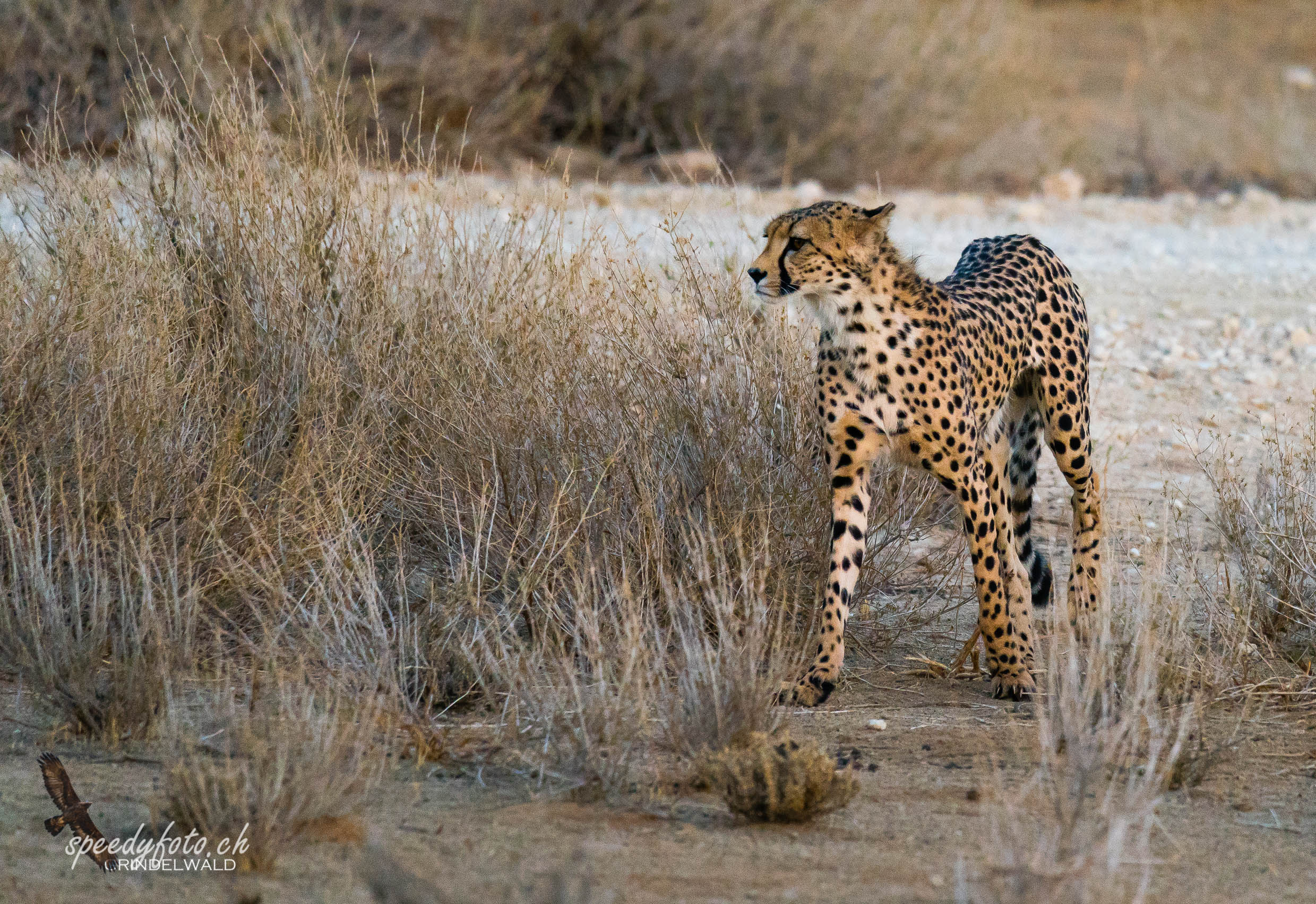 The Cheetah 