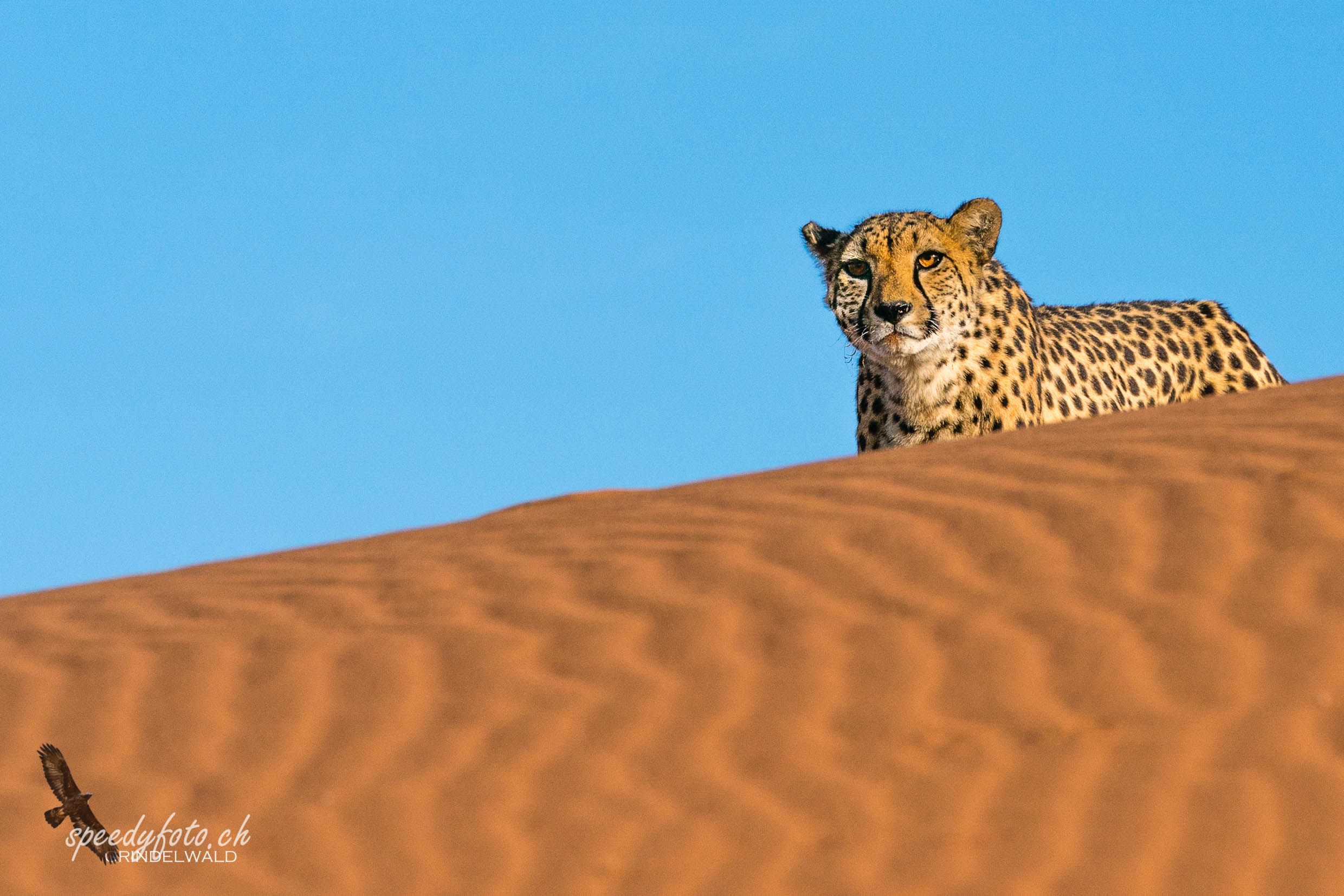 Favorite Cat - Cheetah 