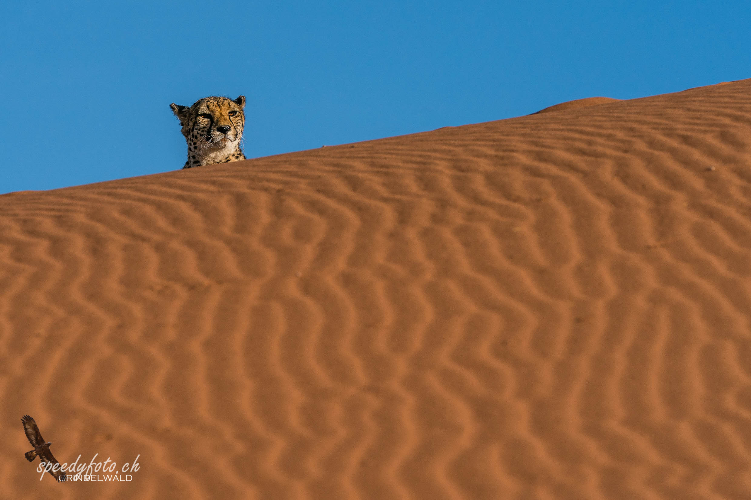 Surprise Cheetah 