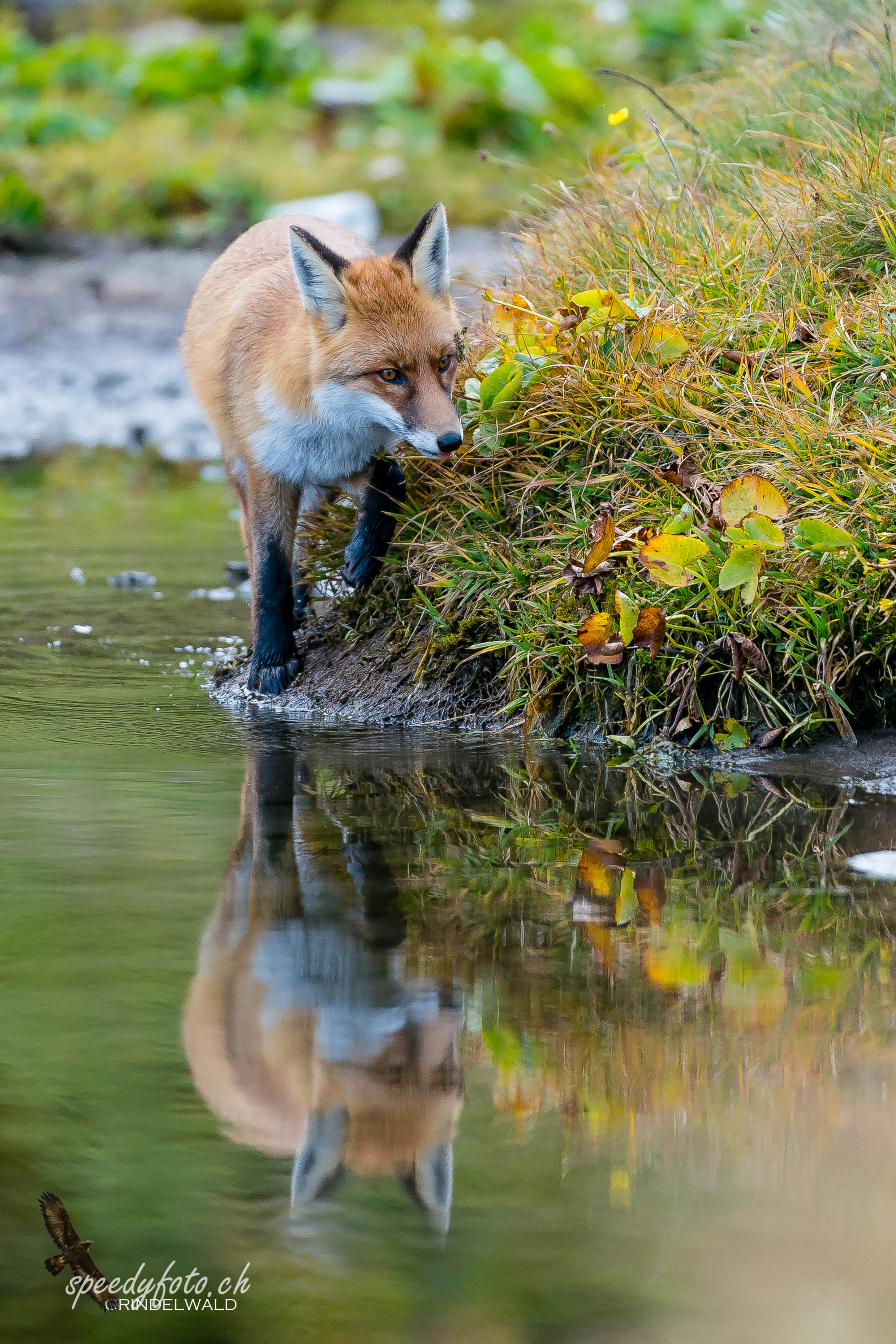 On the lake side - Redfox Grindelwald 