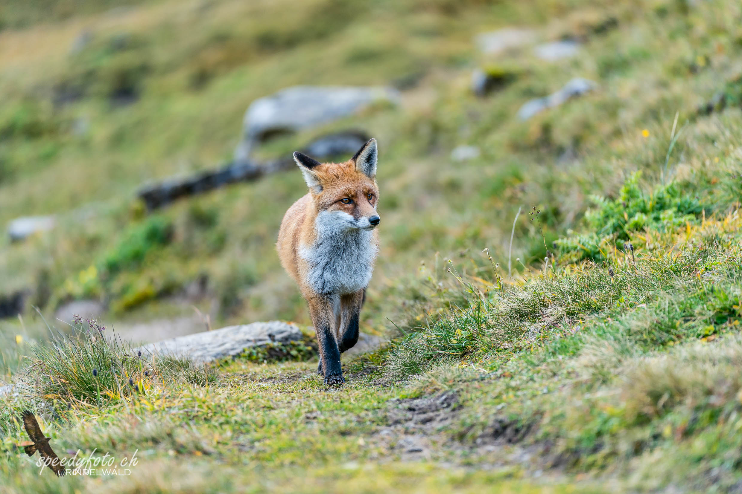 Wildlife Encounter - Redfox Grindelwald 