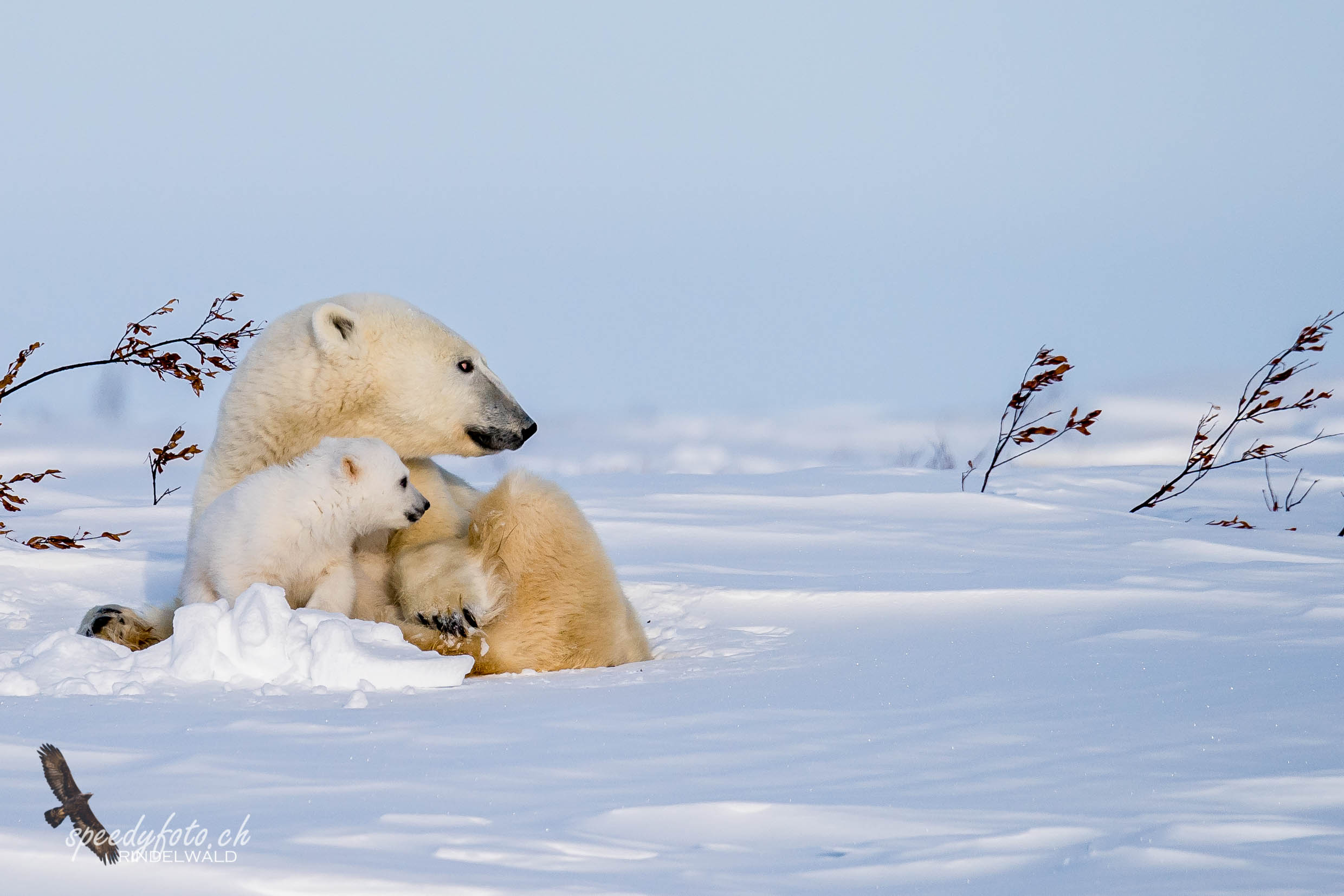 The polar bear cubs 