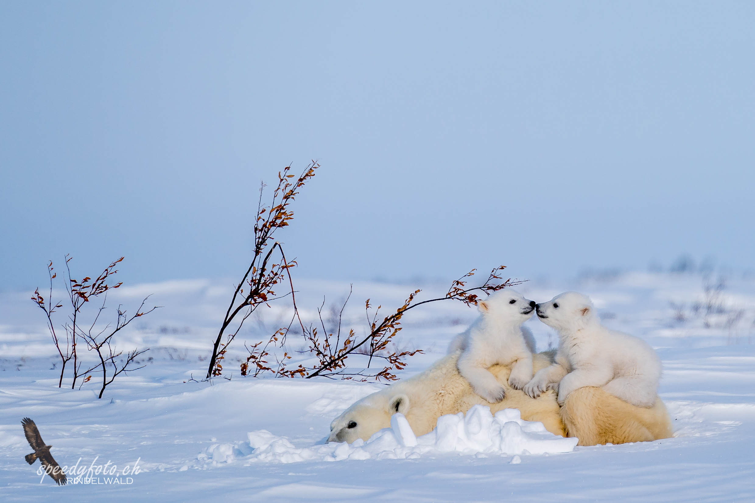 Polar Bear Cubs – 2019 Arctic Canada