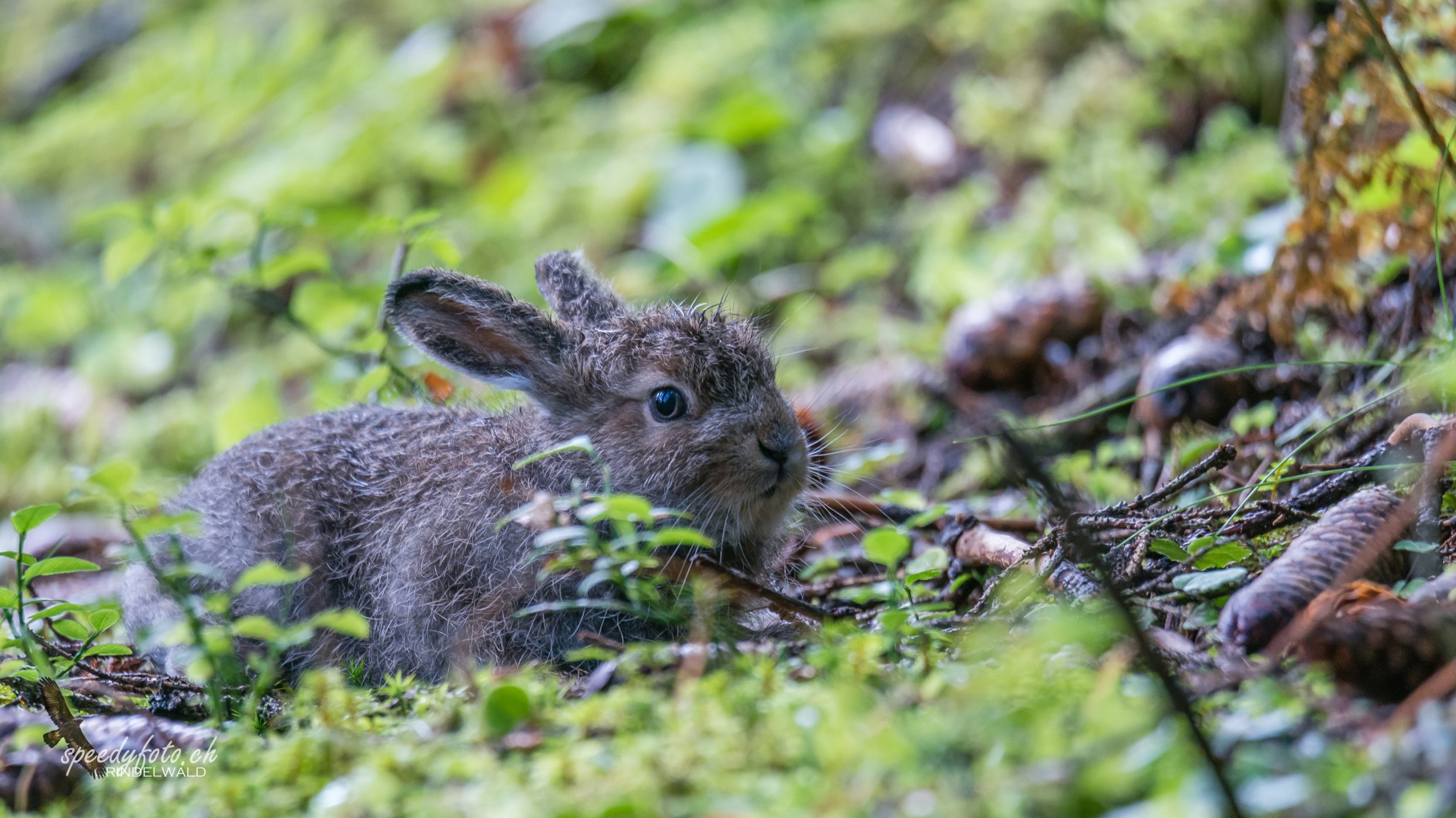 Schneehase - Wildlife Grindelwald 