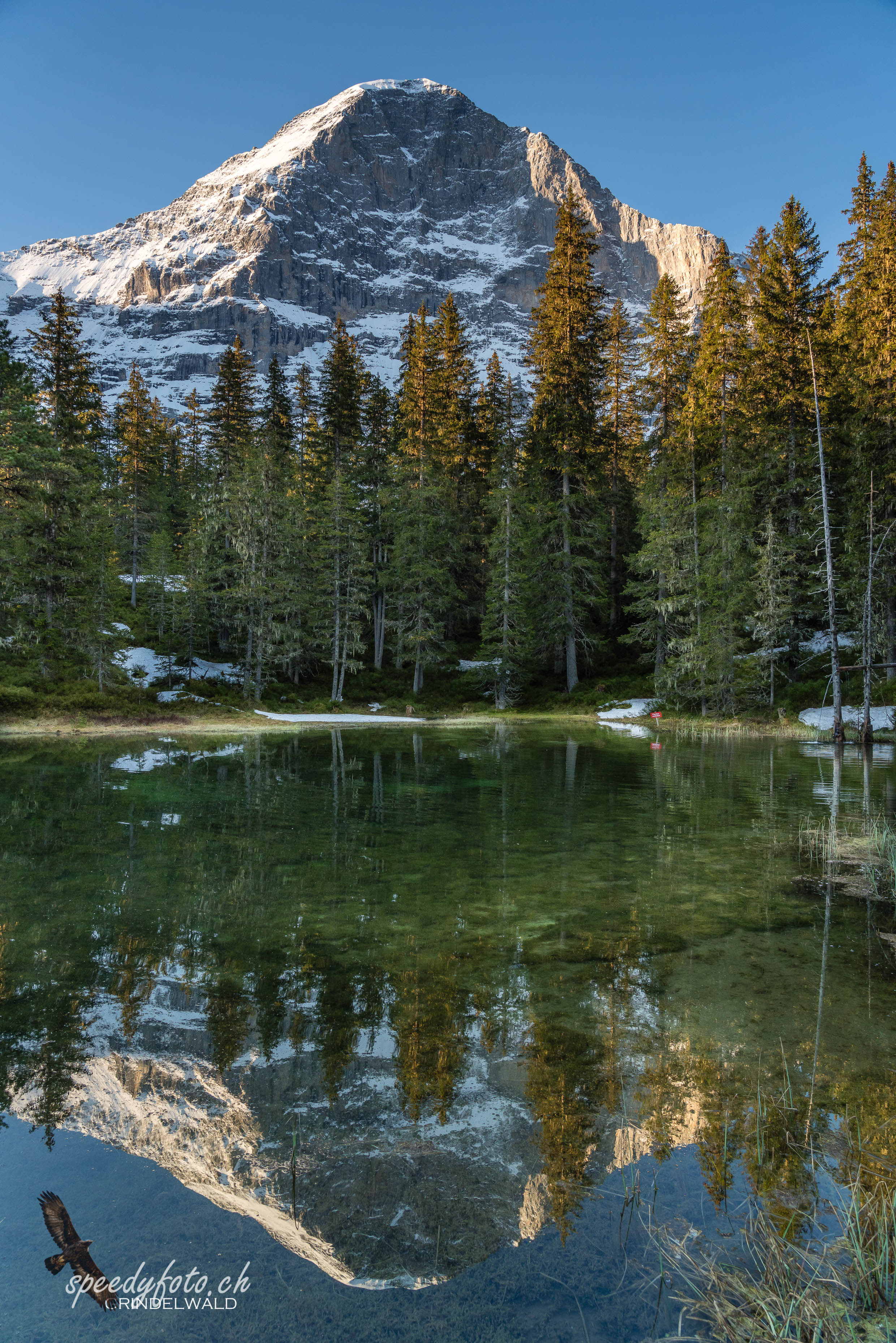 Idylle im Wald - Eiger 