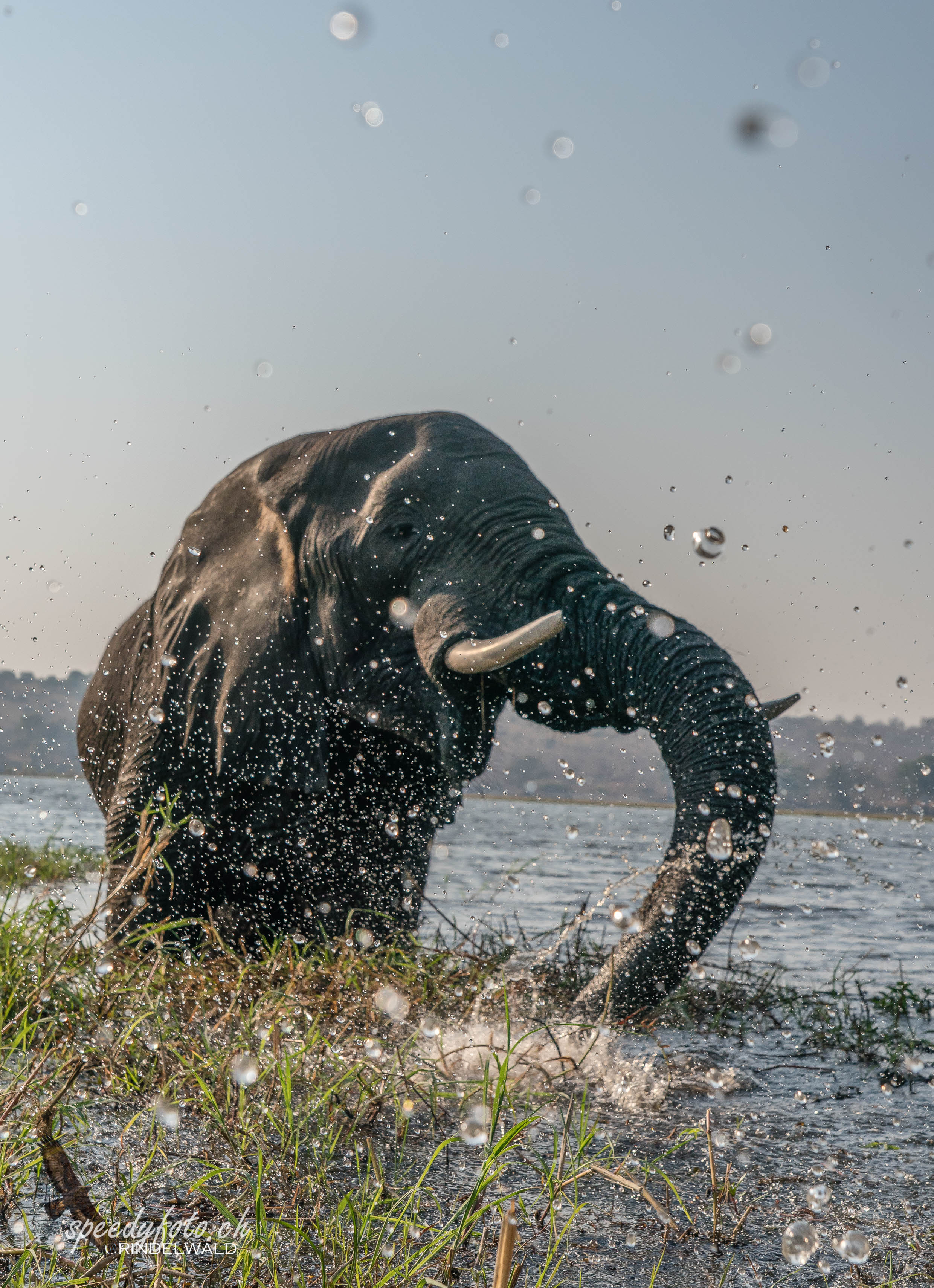 Splashing Elefant 